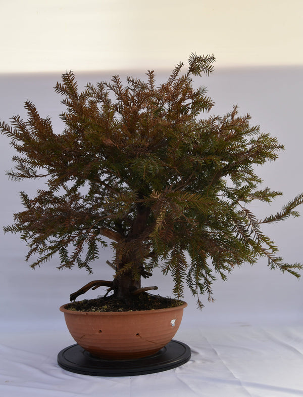 Tasso Baccata € 880 | La Gemma del bonsai
