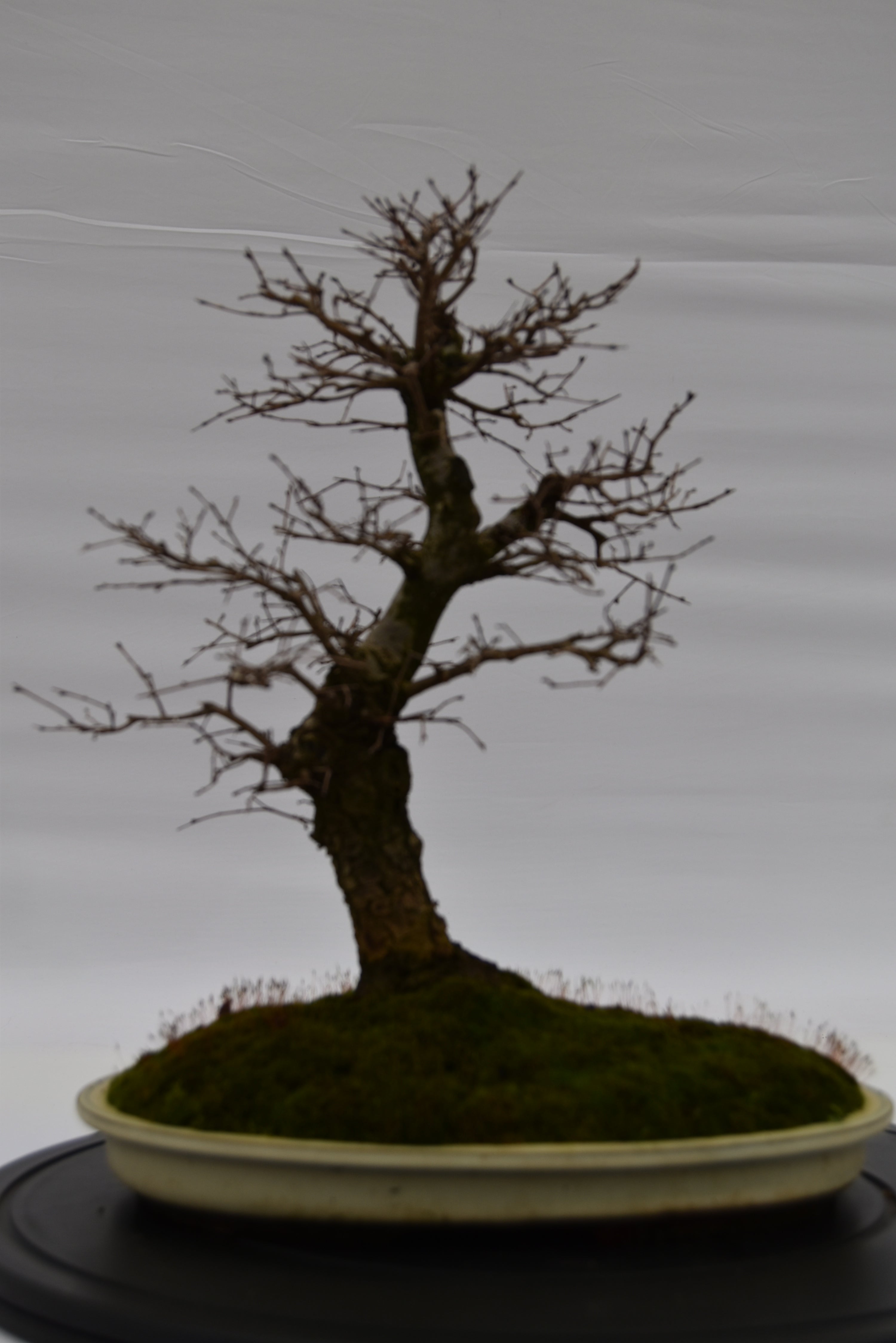 Olmo Campestre € 450 | La Gemma del bonsai