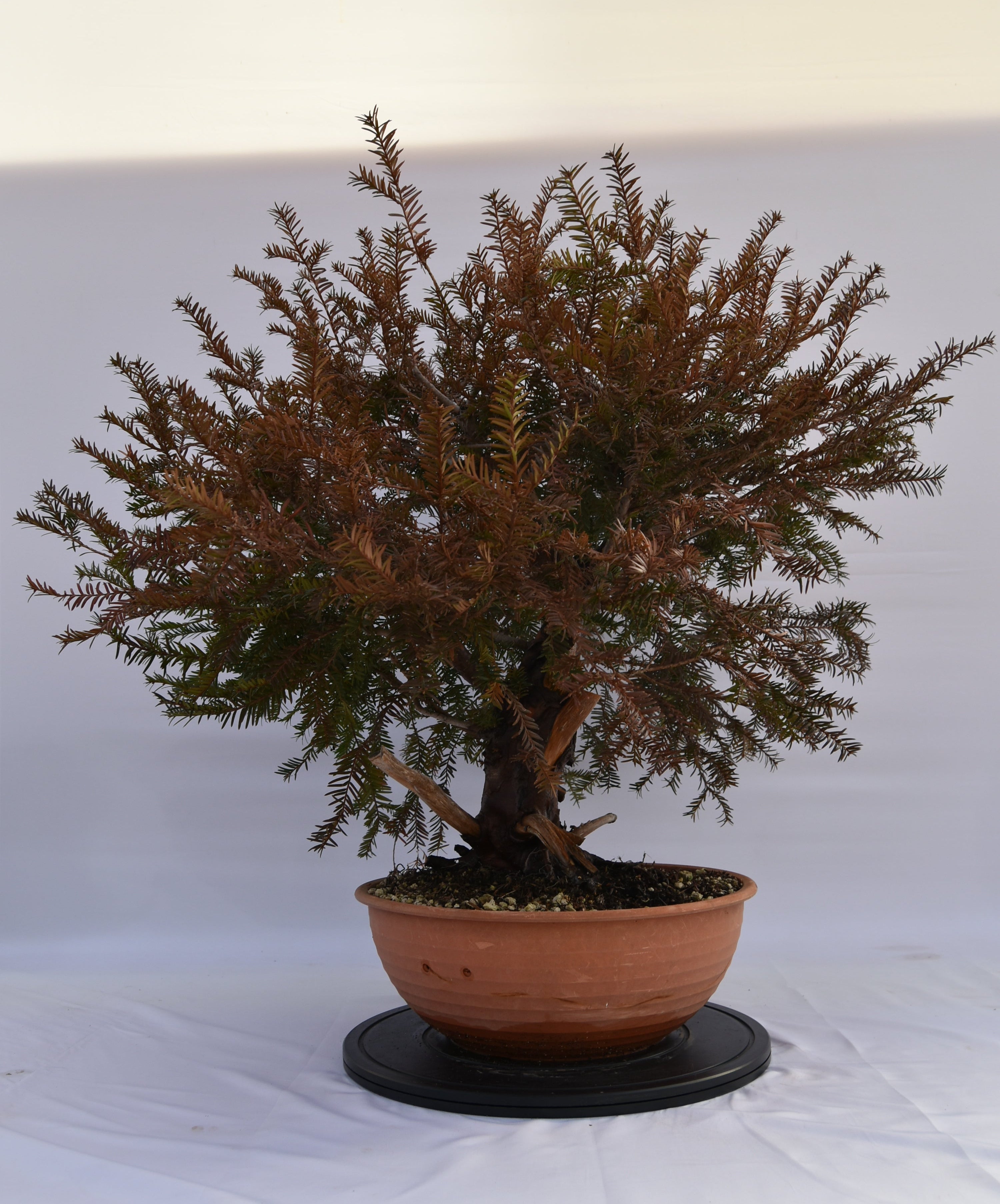 Tasso Baccata € 880 | La Gemma del bonsai