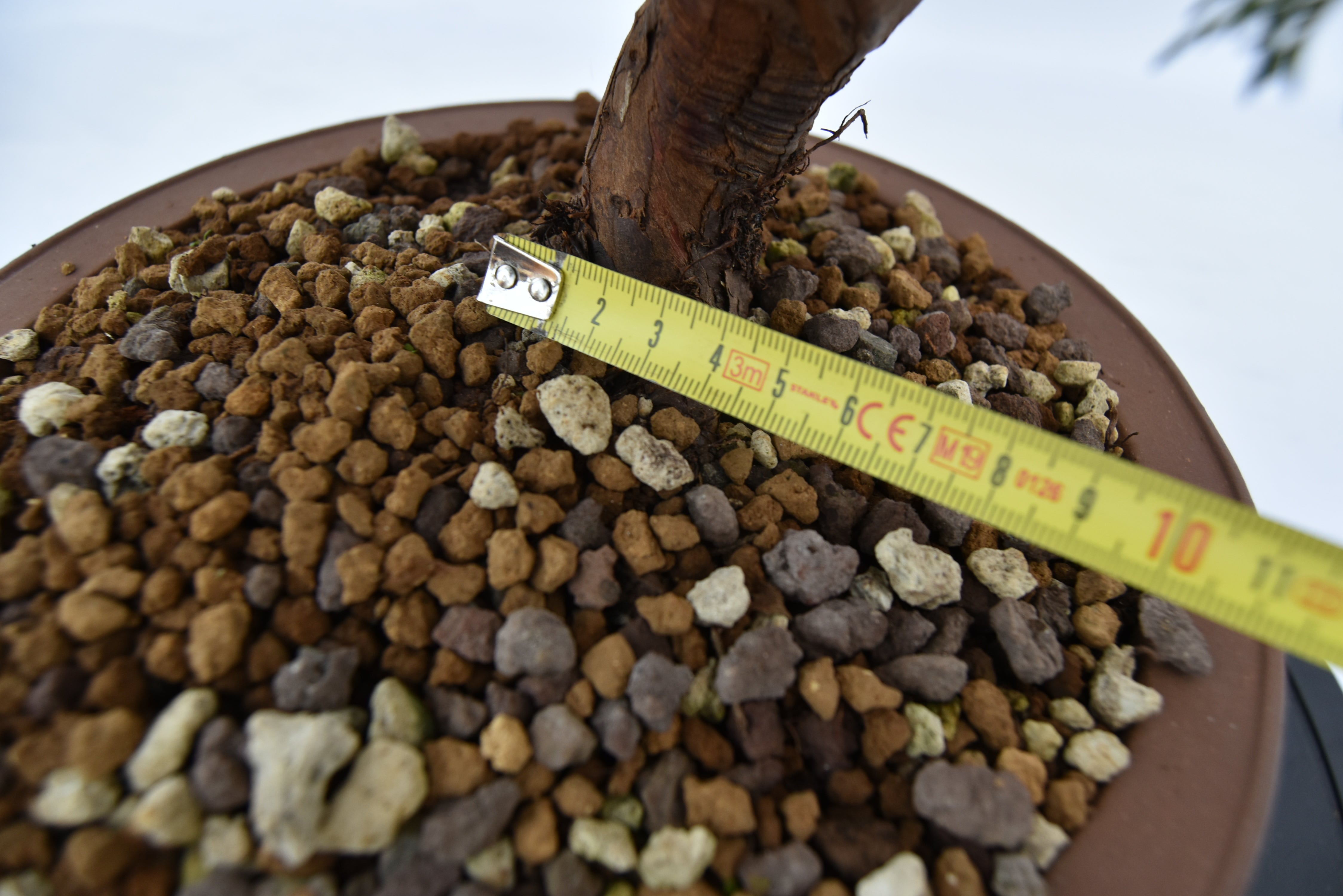Ginepro Itoigawa € 380 | La Gemma del bonsai