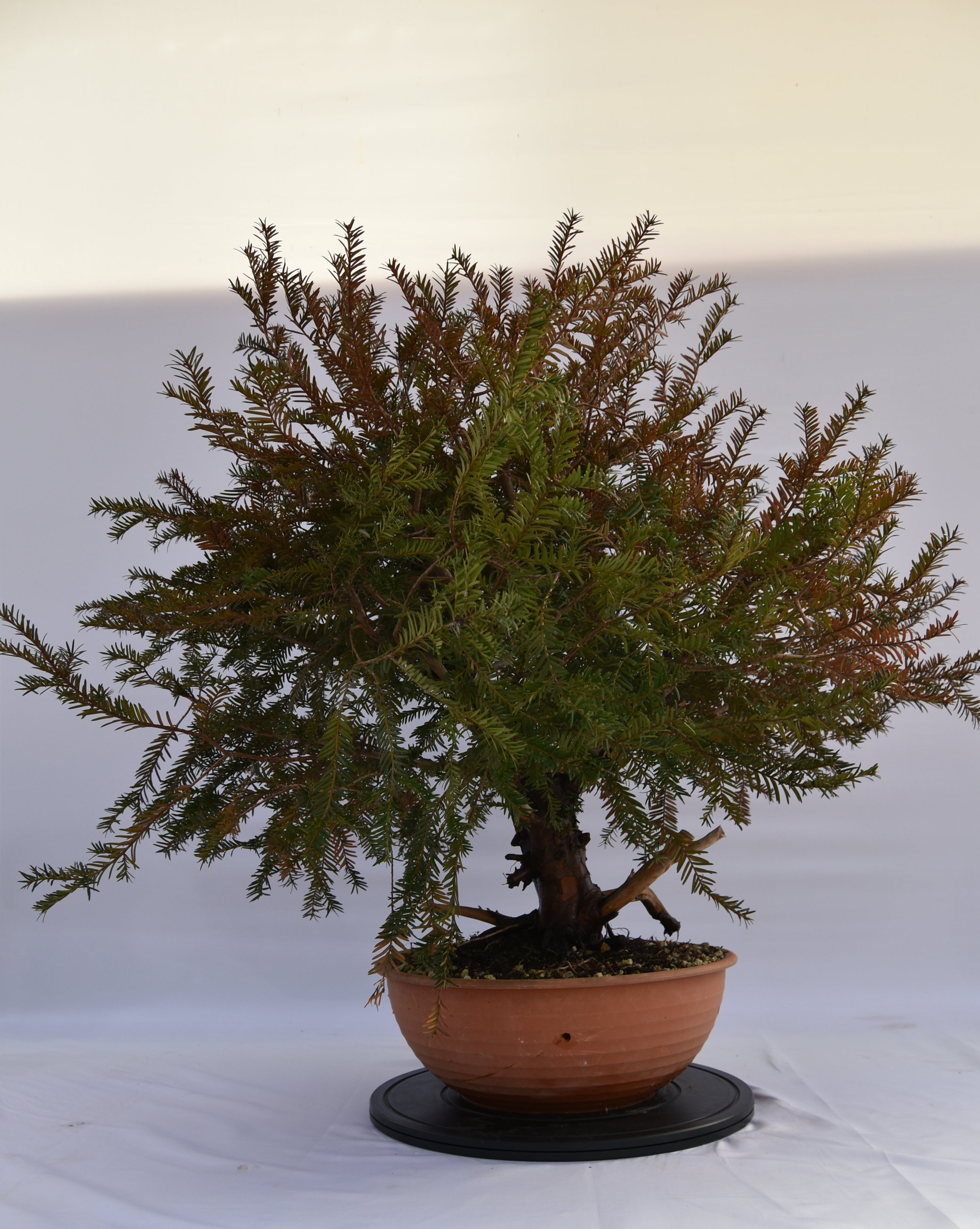 Tasso Baccata € 880 | La Gemma del bonsai