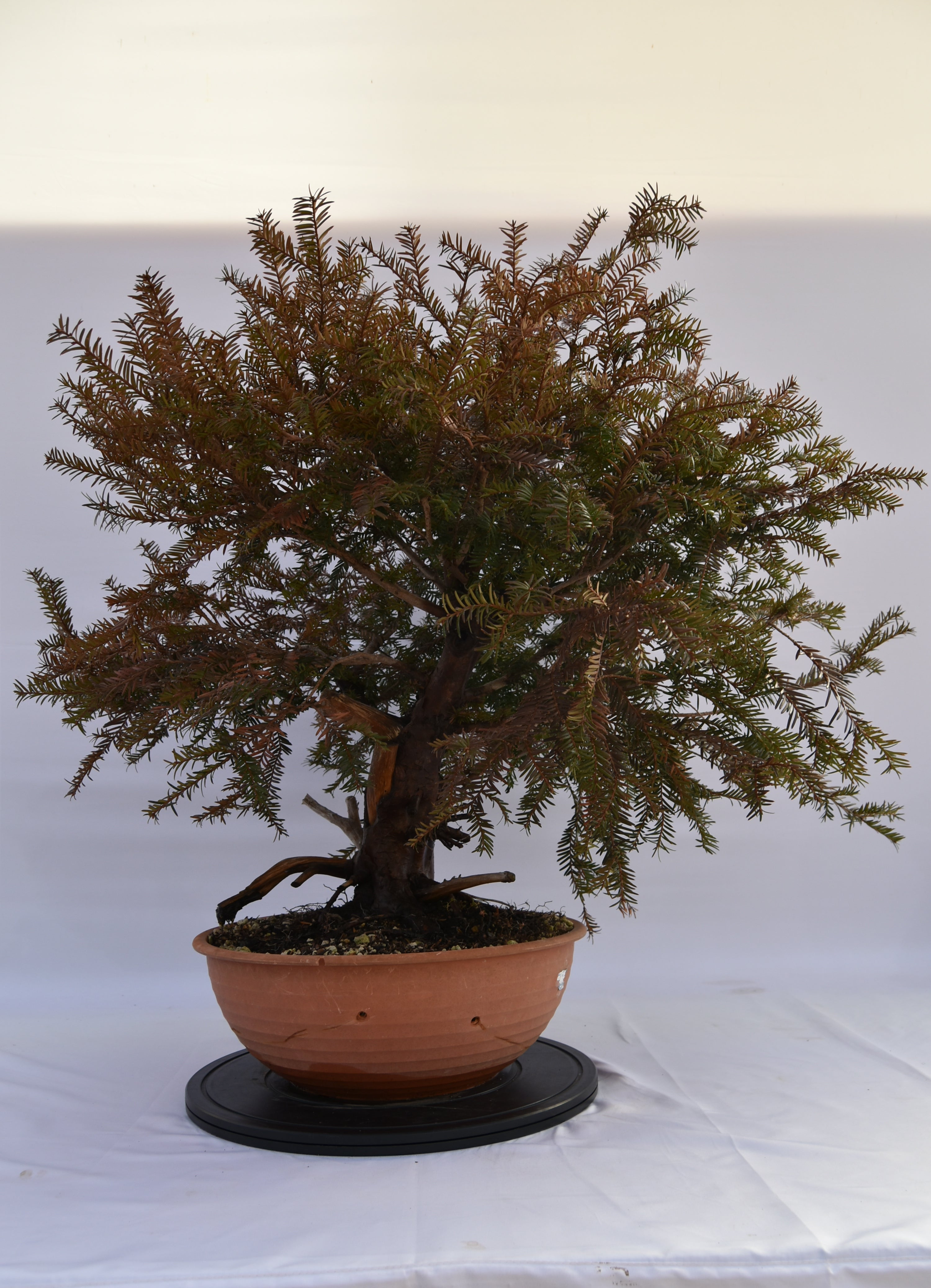 Tasso Baccata € 880 | La Gemma del bonsai