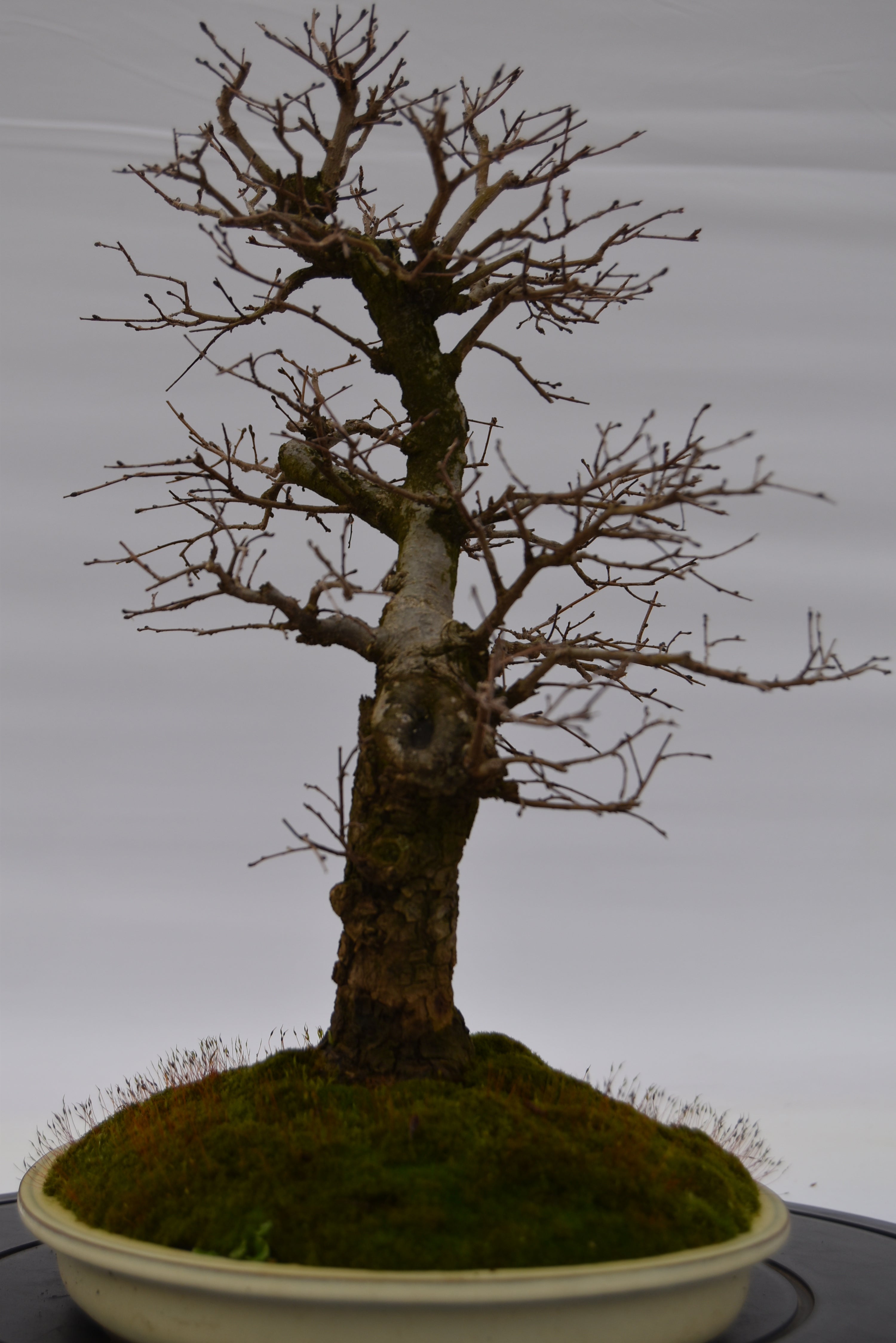 Olmo Campestre € 450 | La Gemma del bonsai
