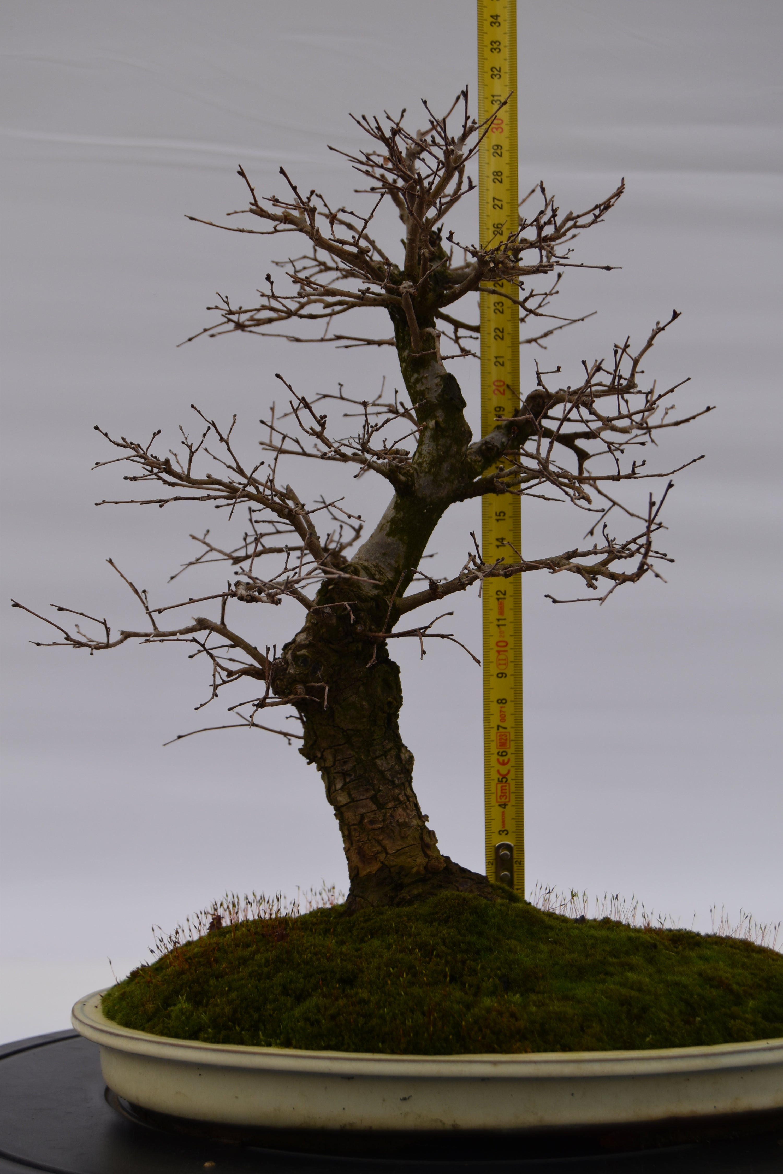Olmo Campestre € 450 | La Gemma del bonsai