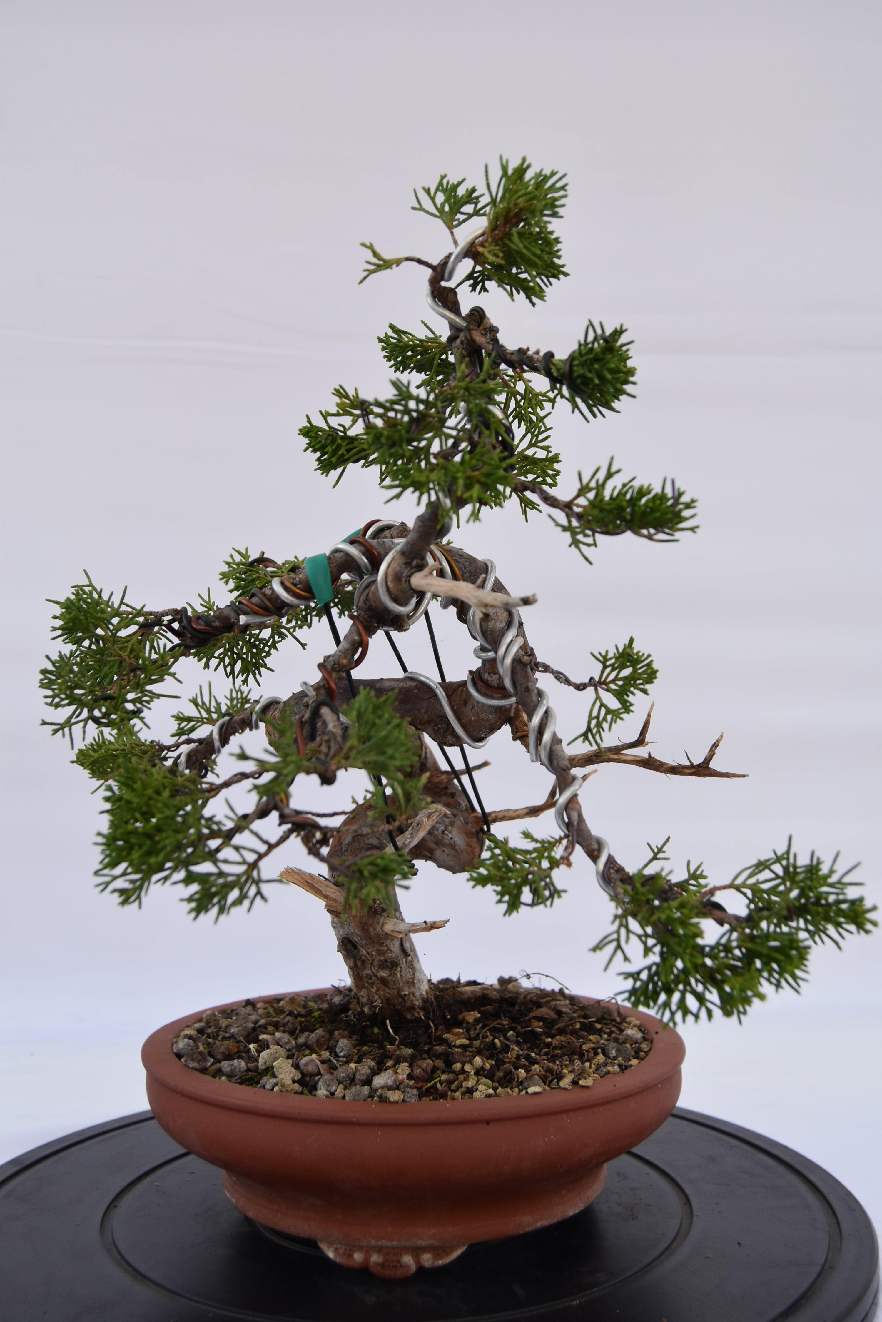 Ginepro Itoigawa € 850 | La Gemma del bonsai
