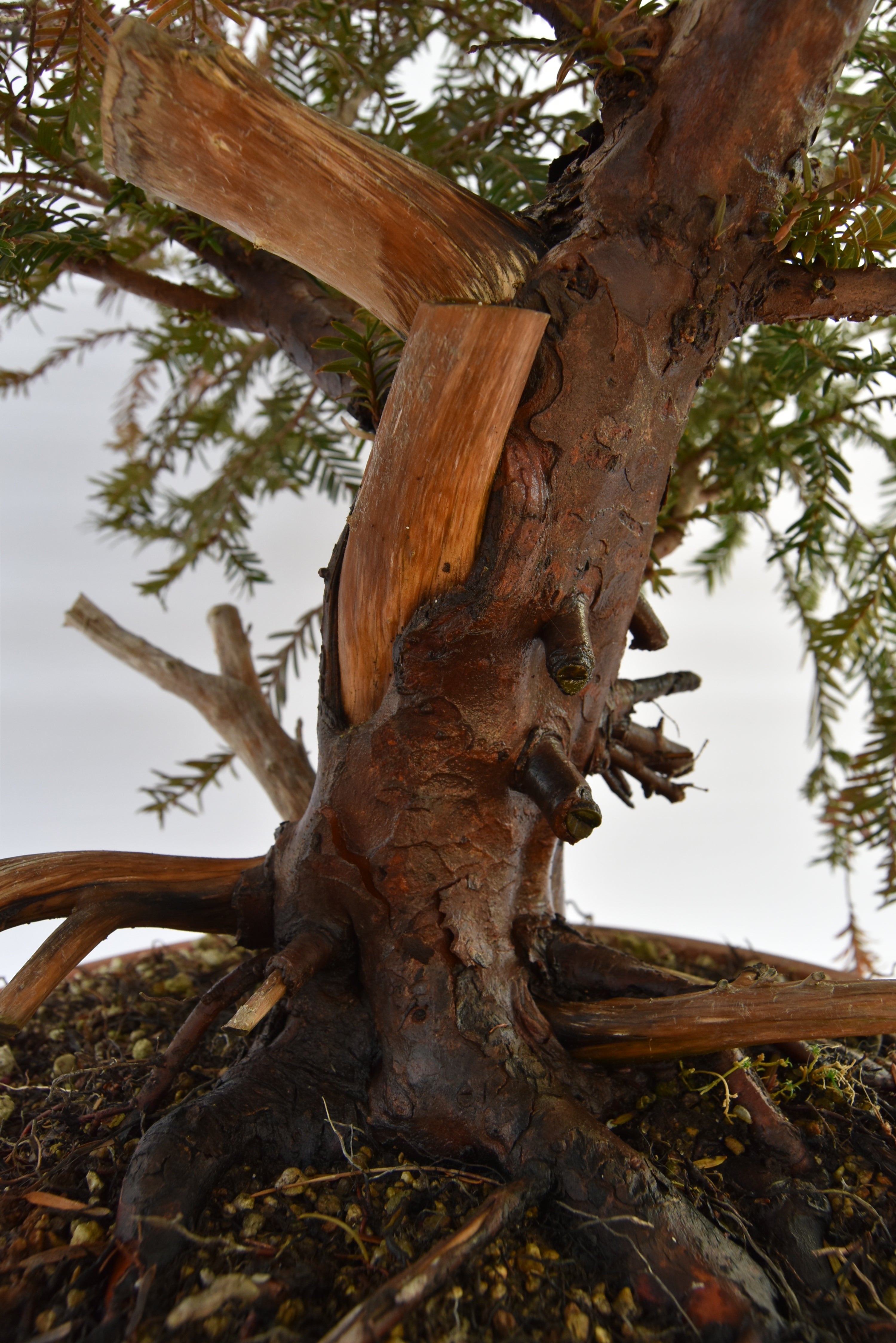 Tasso Baccata € 880 | La Gemma del bonsai