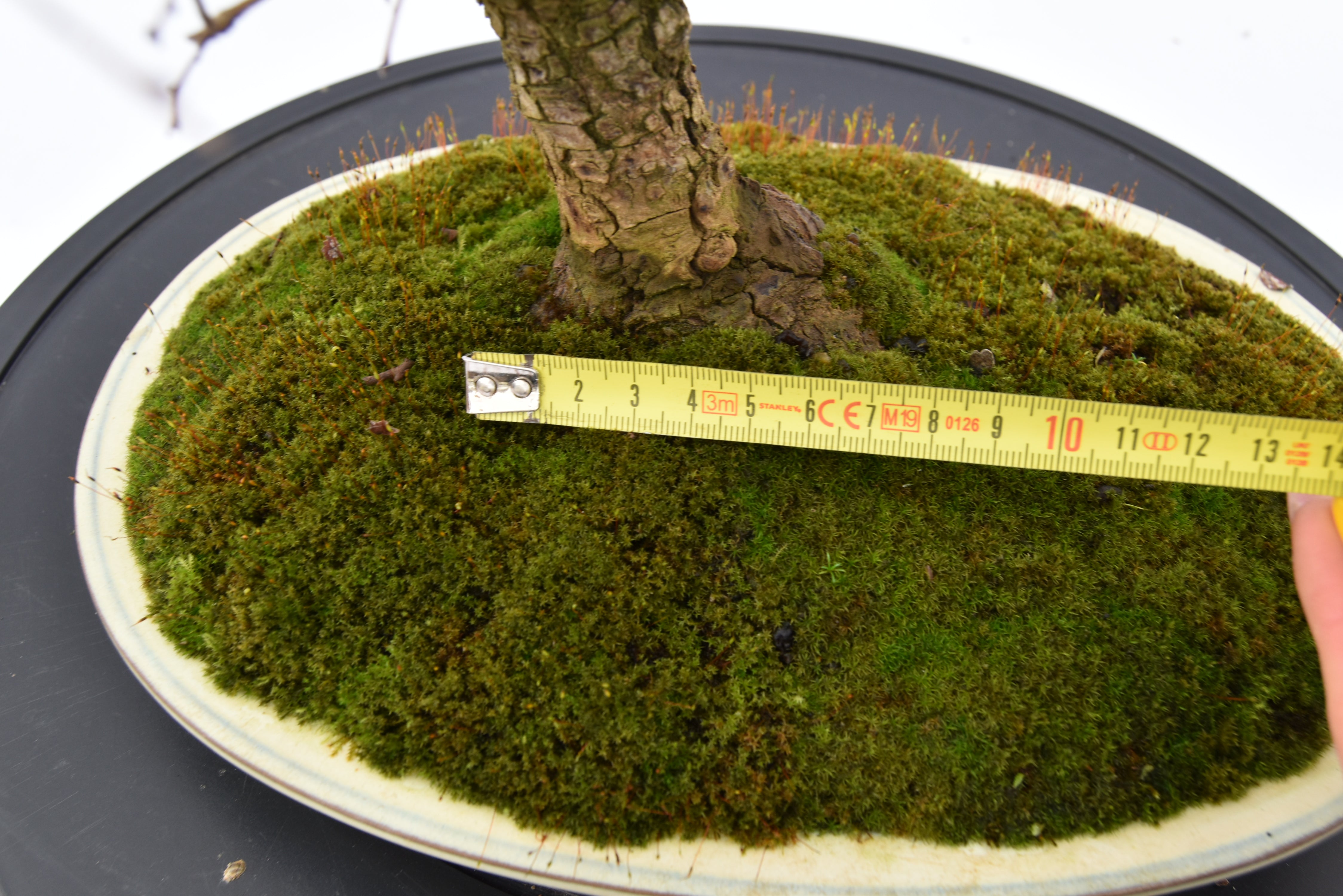 Olmo Campestre € 450 | La Gemma del bonsai