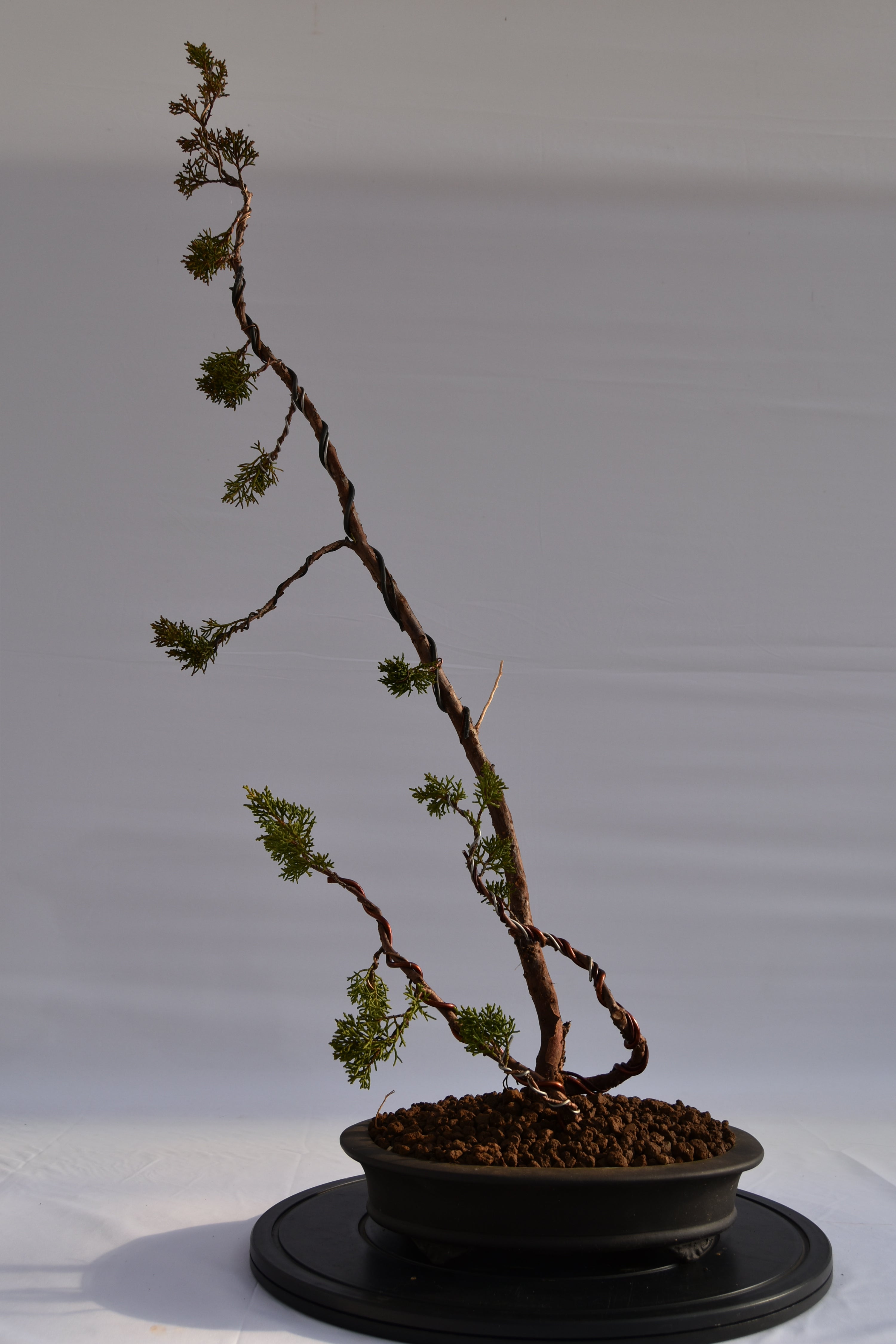 Kishu Sankan € 650 | La Gemma del bonsai