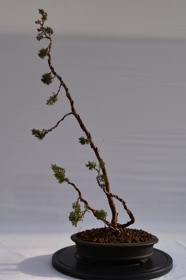 Kishu Sankan € 650 | La Gemma del bonsai