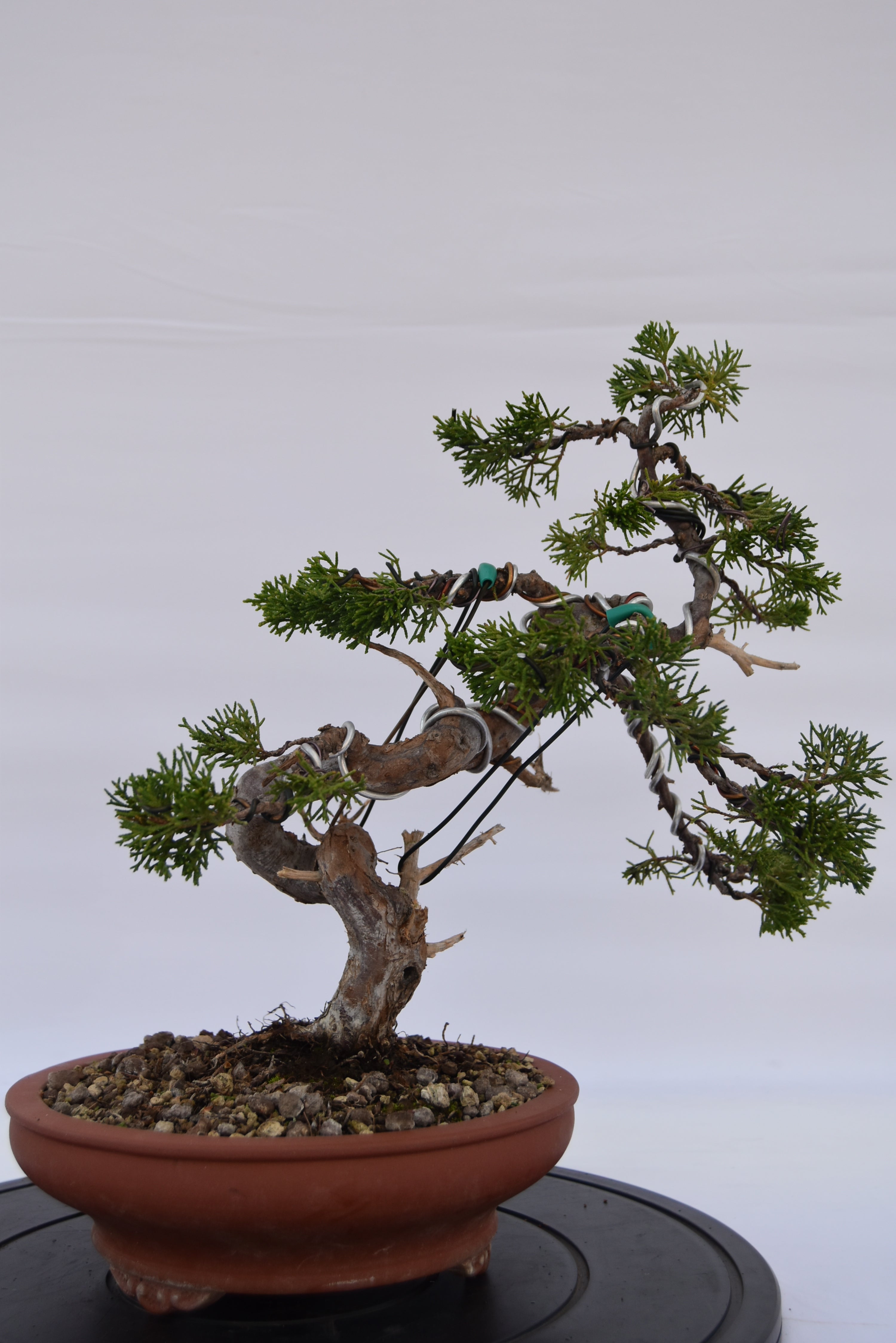Ginepro Itoigawa € 850 | La Gemma del bonsai