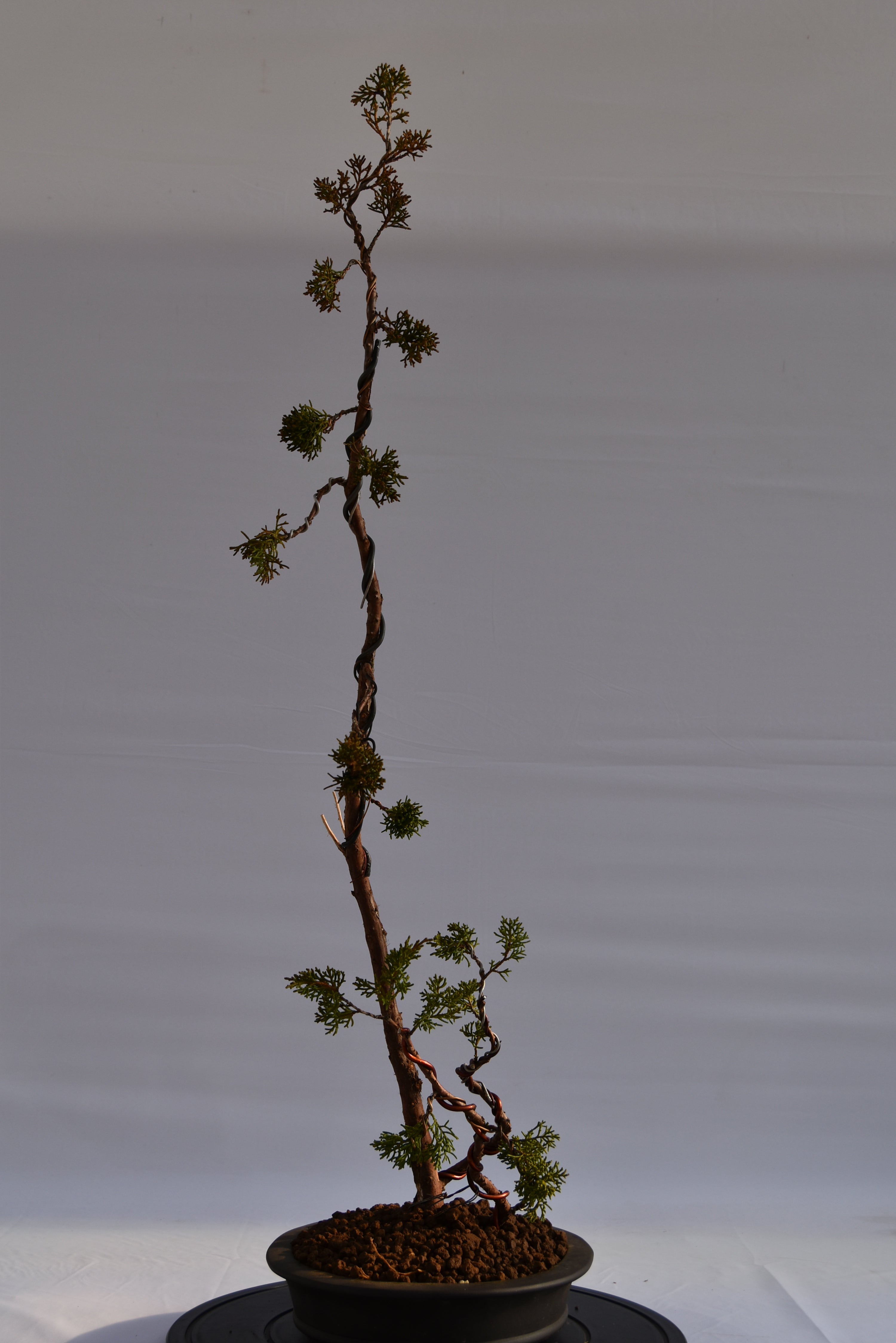 Kishu Sankan € 650 | La Gemma del bonsai