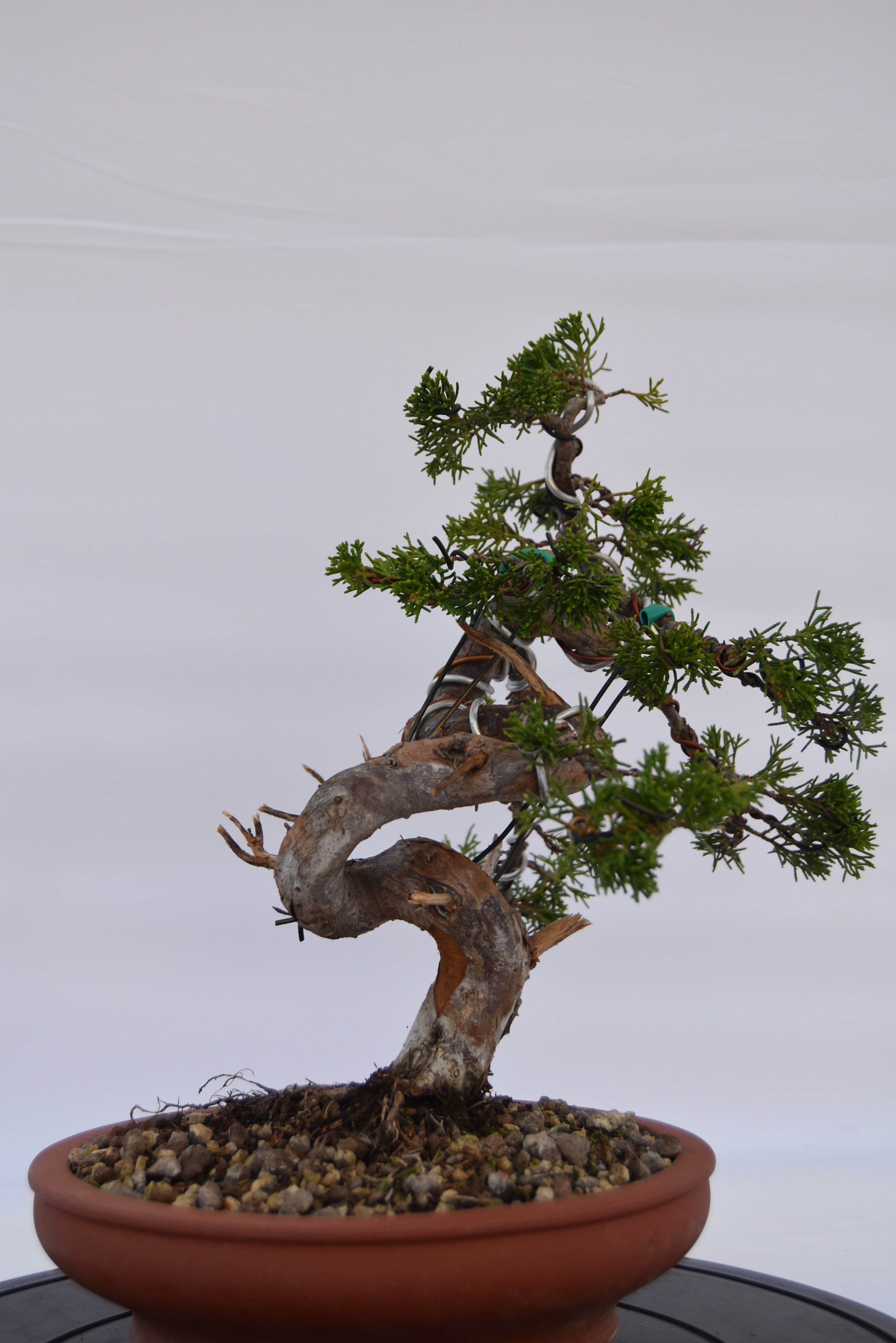Ginepro Itoigawa € 850 | La Gemma del bonsai
