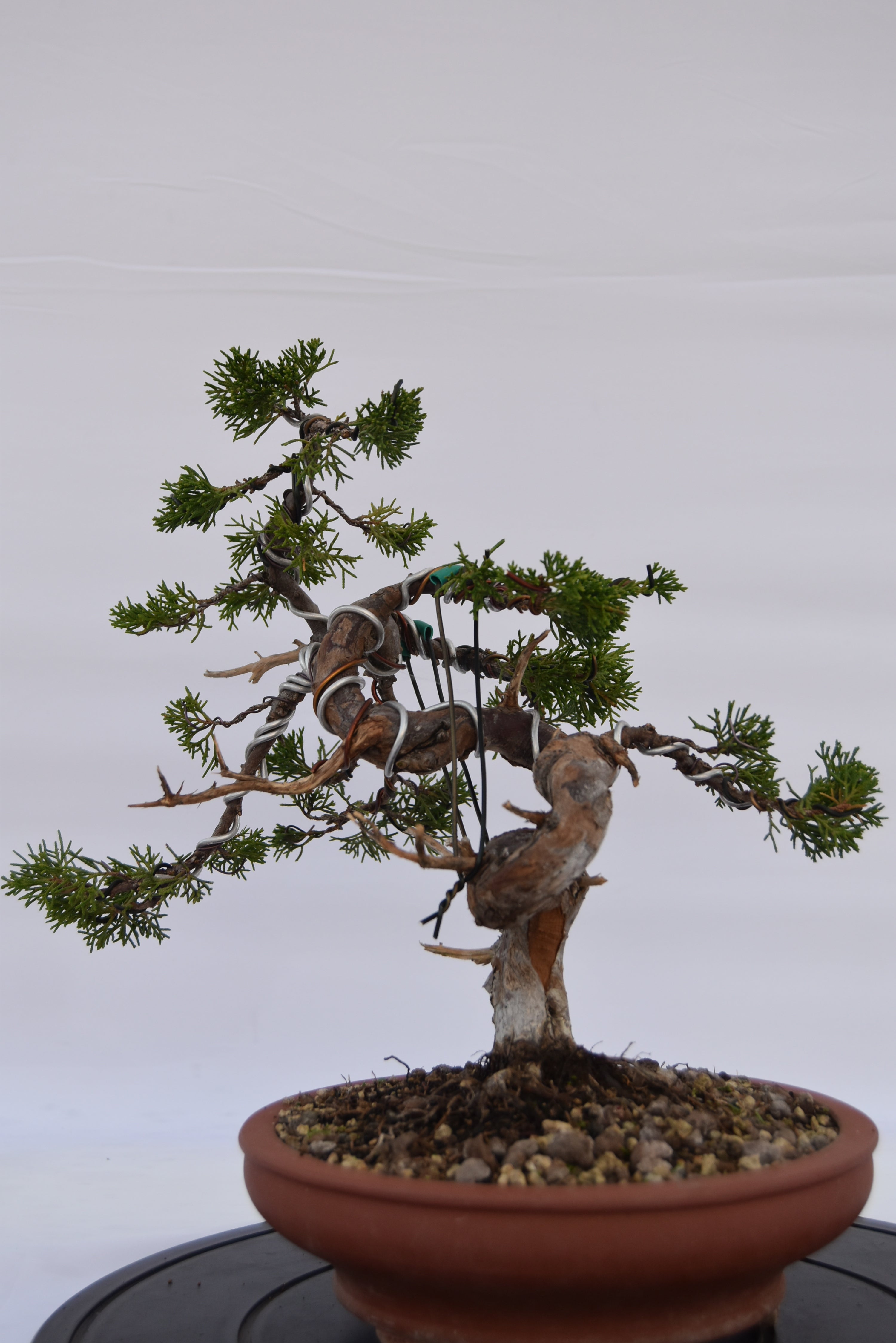 Ginepro Itoigawa € 850 | La Gemma del bonsai