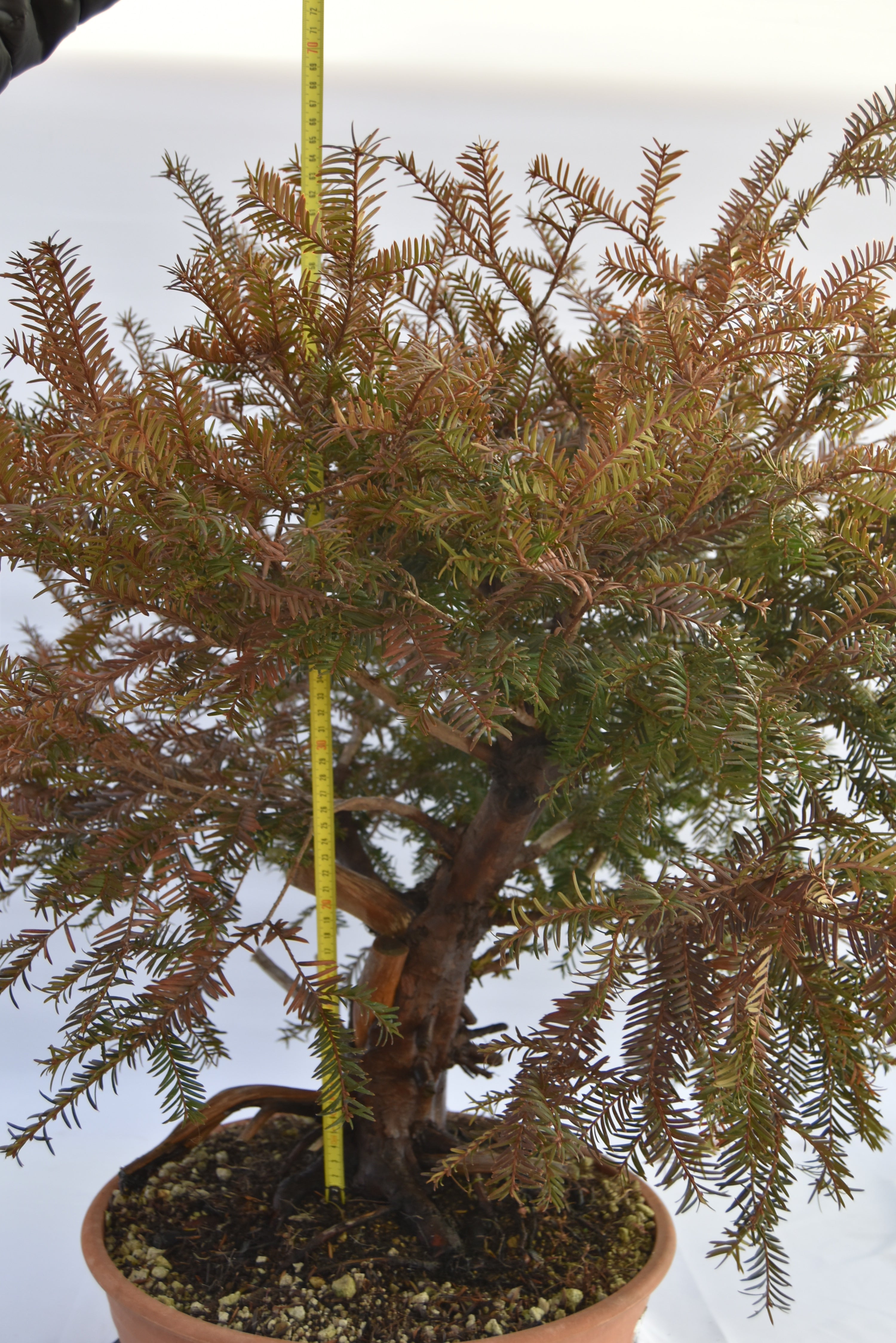 Tasso Baccata € 880 | La Gemma del bonsai