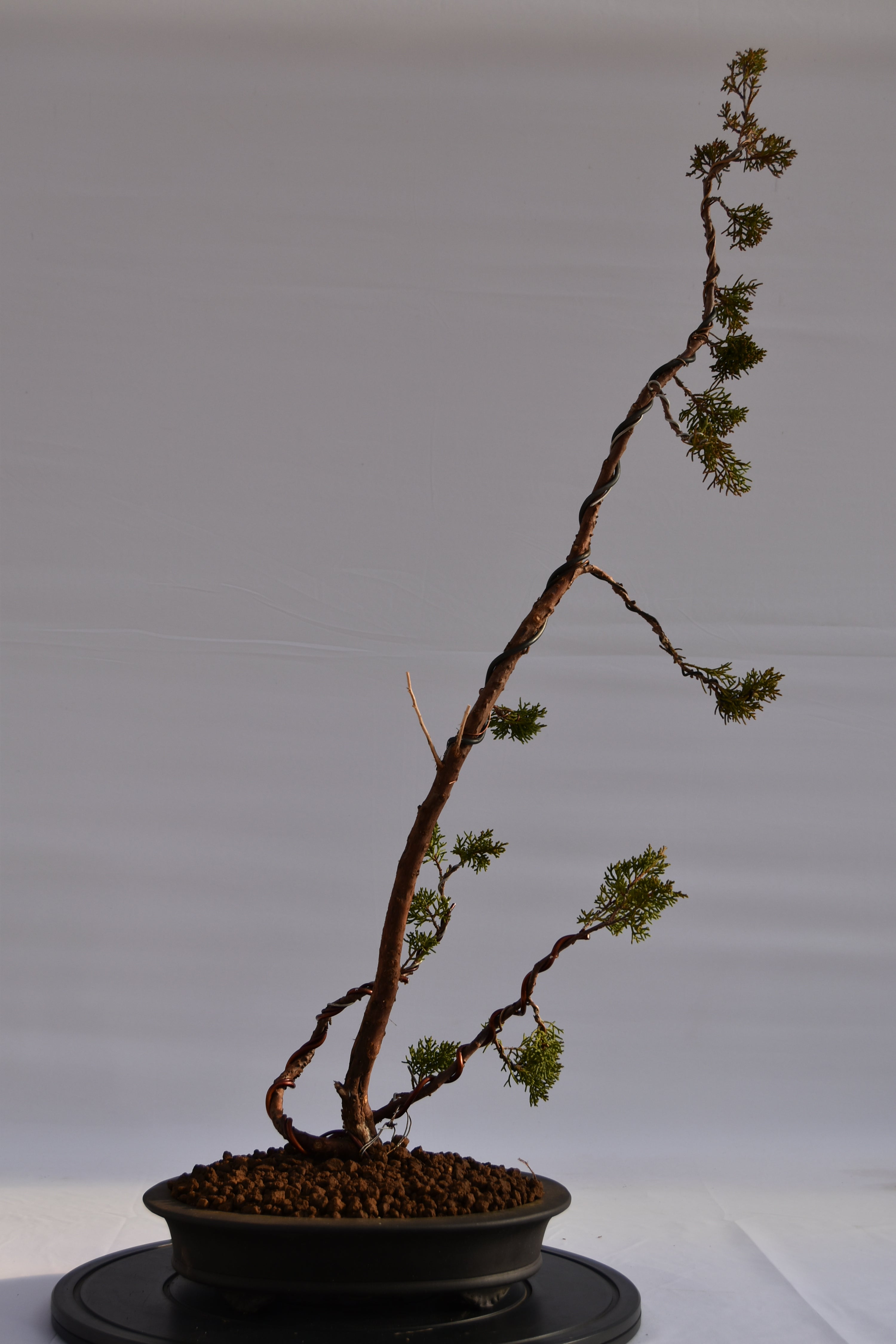Kishu Sankan € 650 | La Gemma del bonsai
