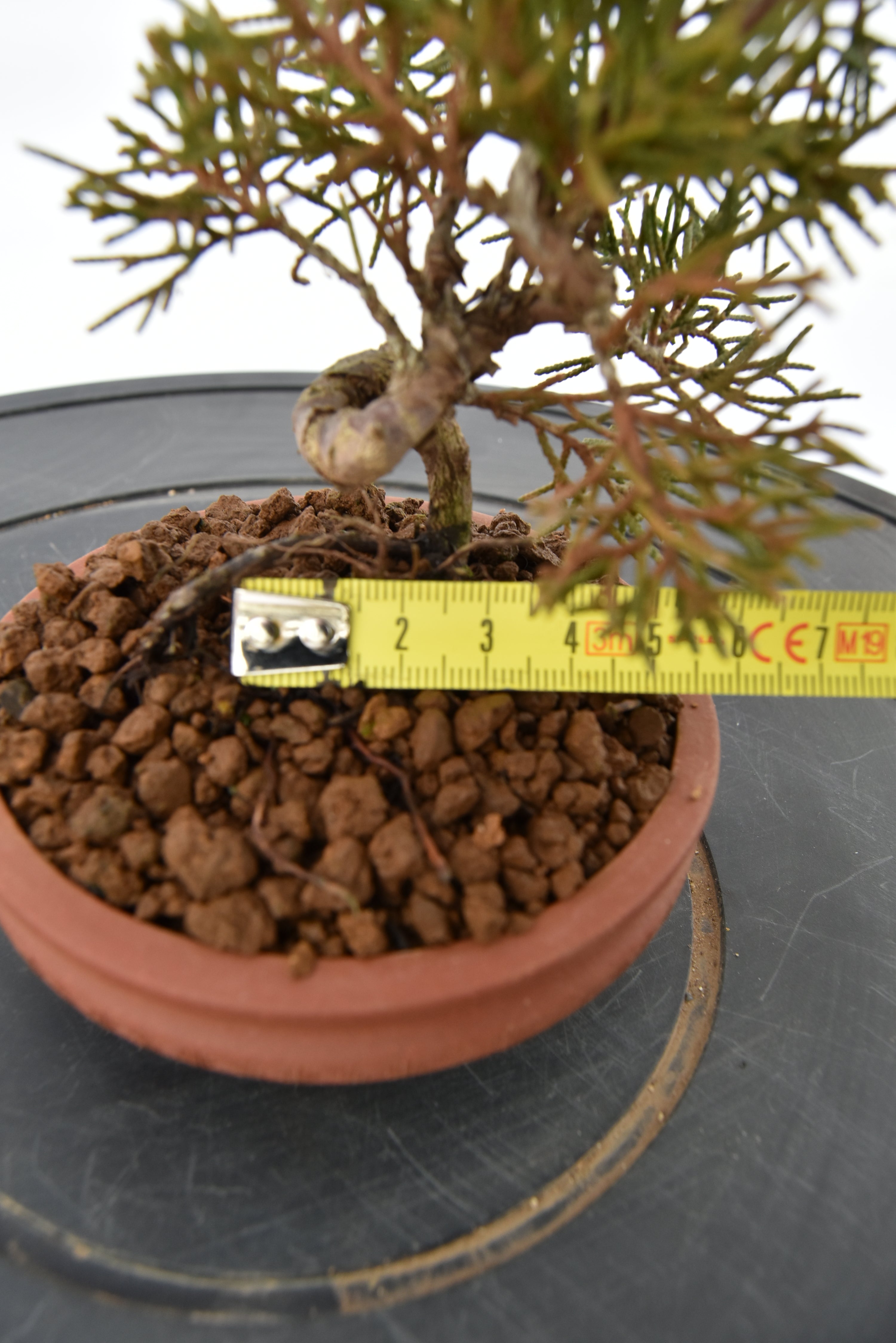 Ginepro Kishu € 80 | La Gemma del bonsai