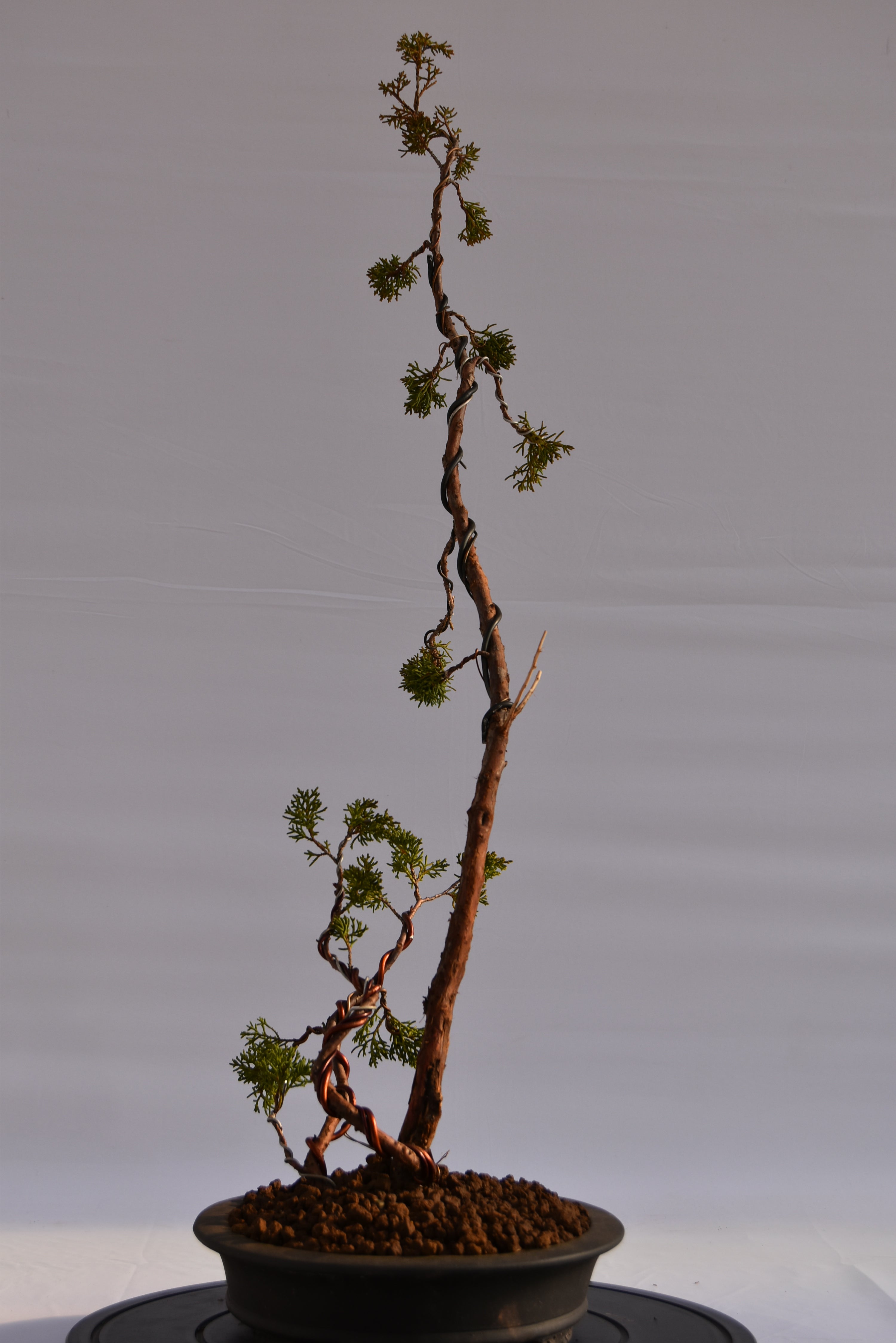 Kishu Sankan € 650 | La Gemma del bonsai