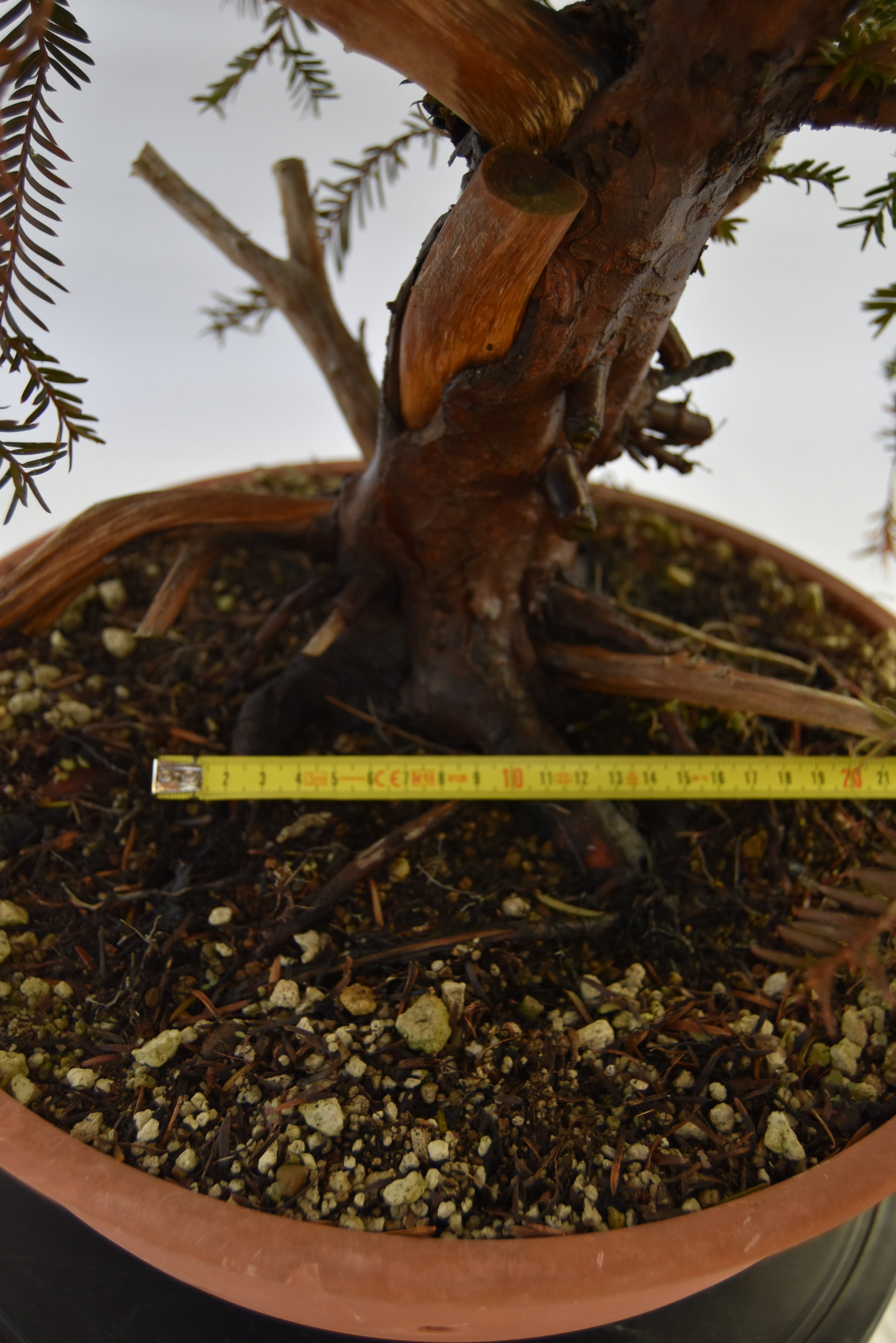 Tasso Baccata € 880 | La Gemma del bonsai