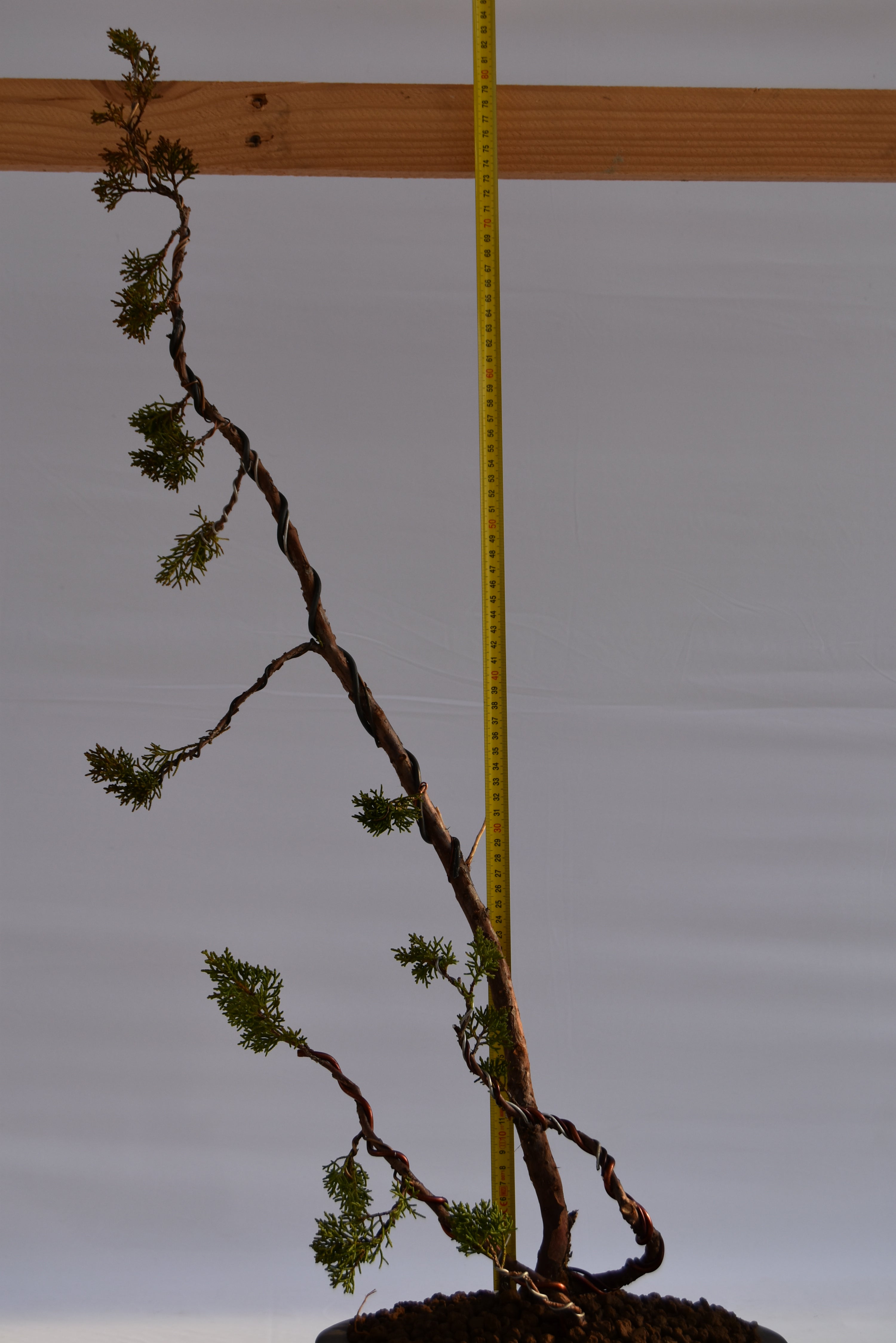 Kishu Sankan € 650 | La Gemma del bonsai