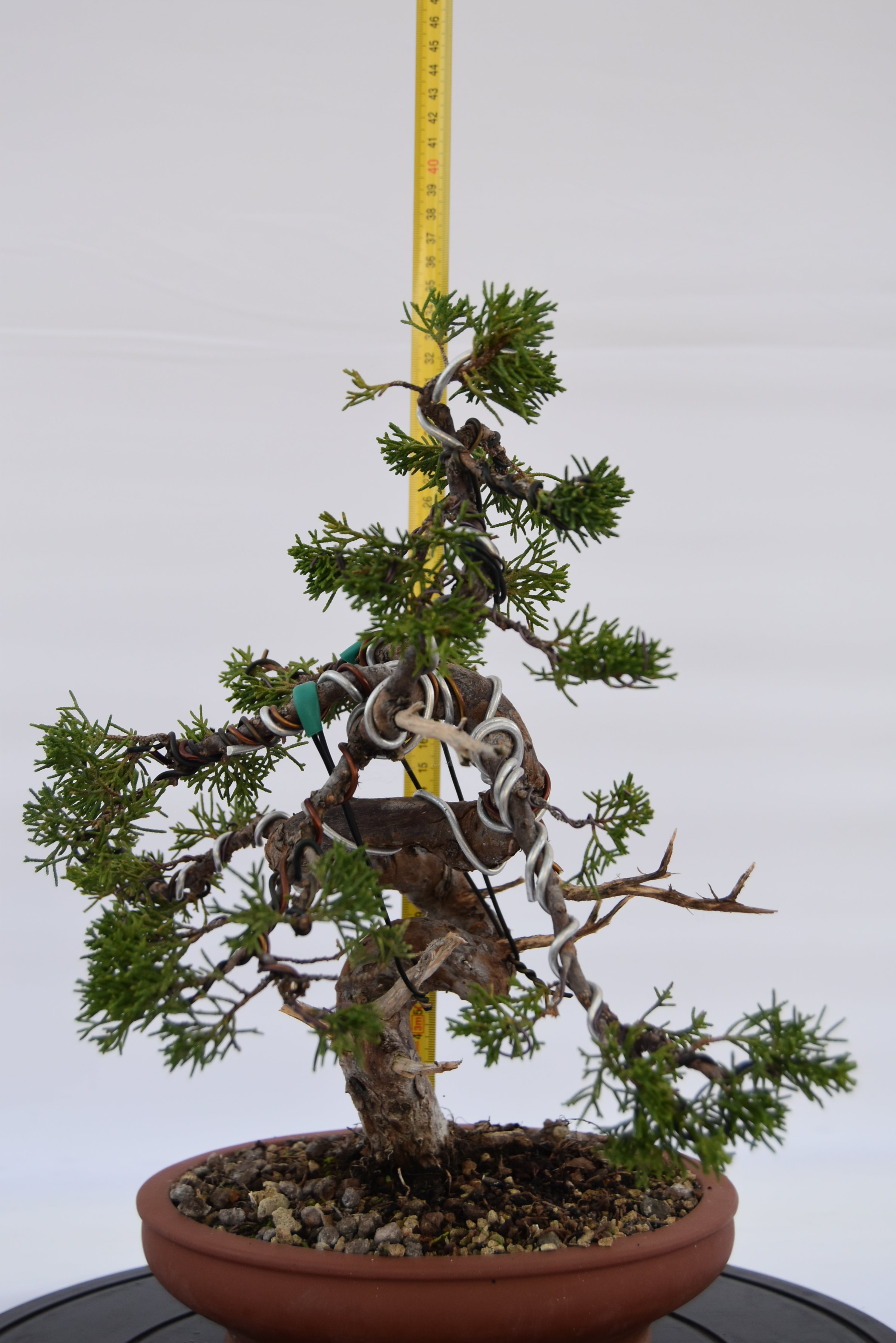 Ginepro Itoigawa € 850 | La Gemma del bonsai
