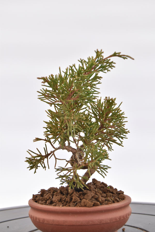 Ginepro Kishu € 80 | La Gemma del bonsai