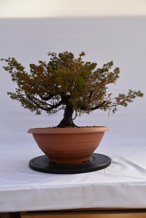 Ginepro Itoigawa € 380 | La Gemma del bonsai