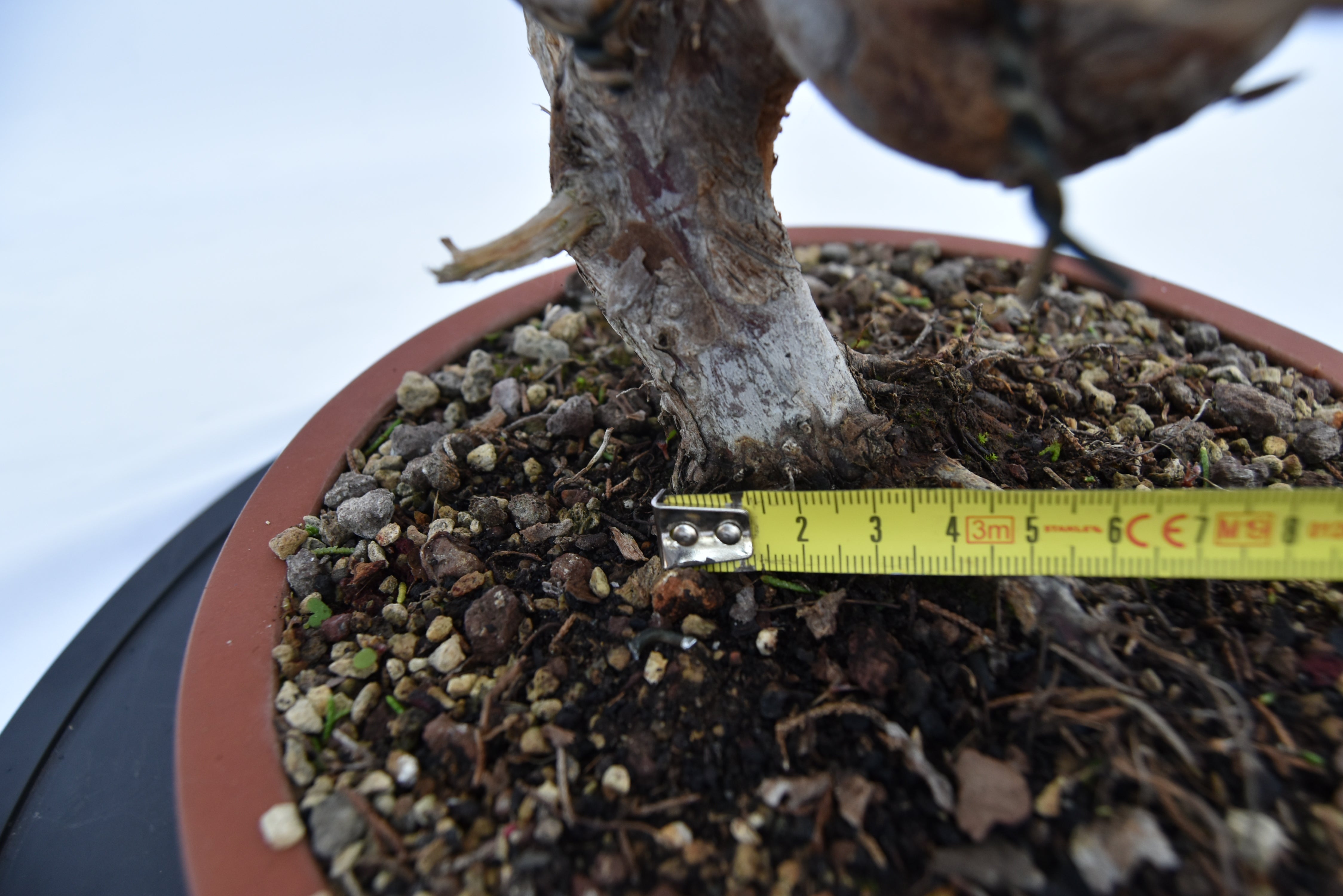 Ginepro Itoigawa € 850 | La Gemma del bonsai