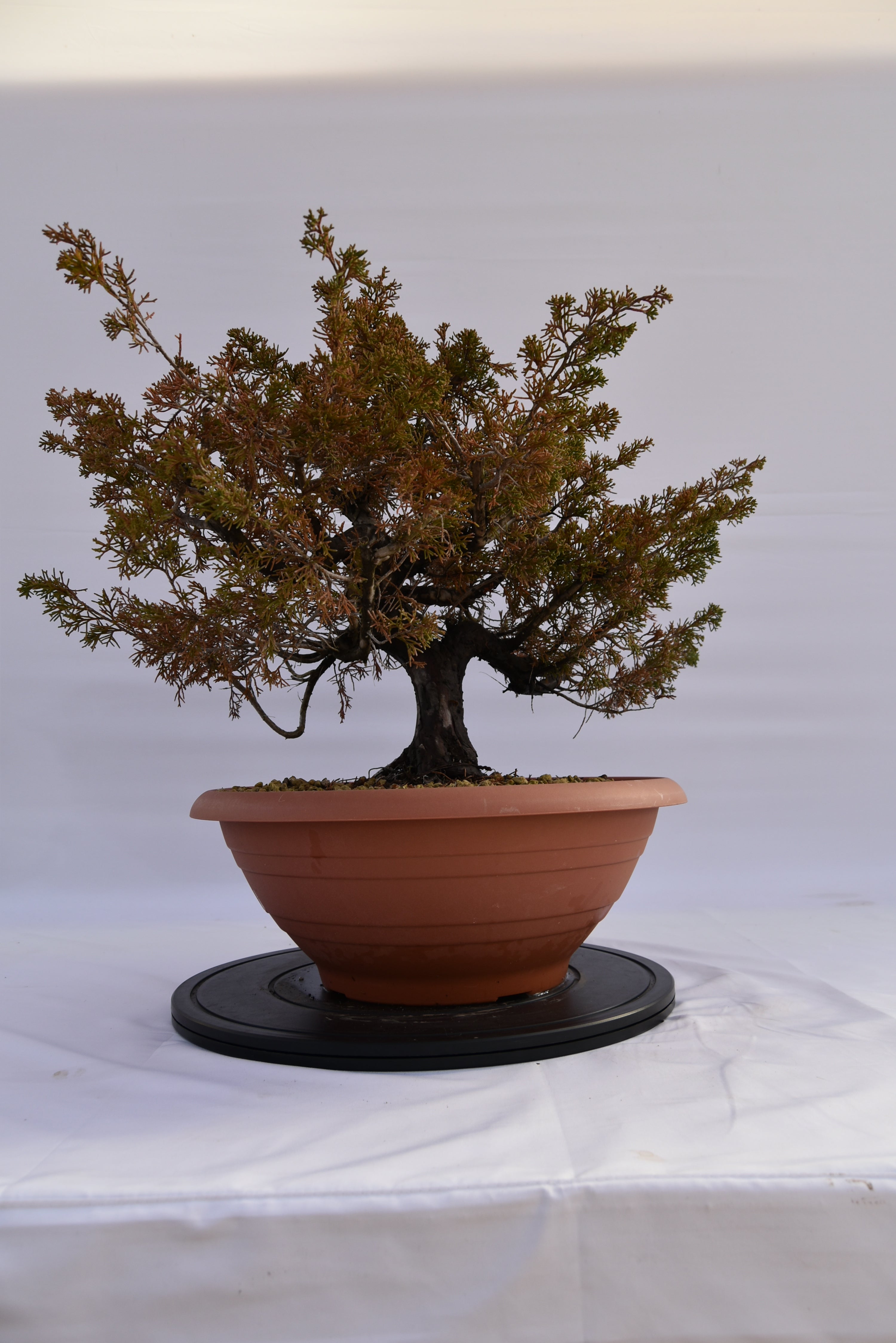 Ginepro Itoigawa € 380 | La Gemma del bonsai