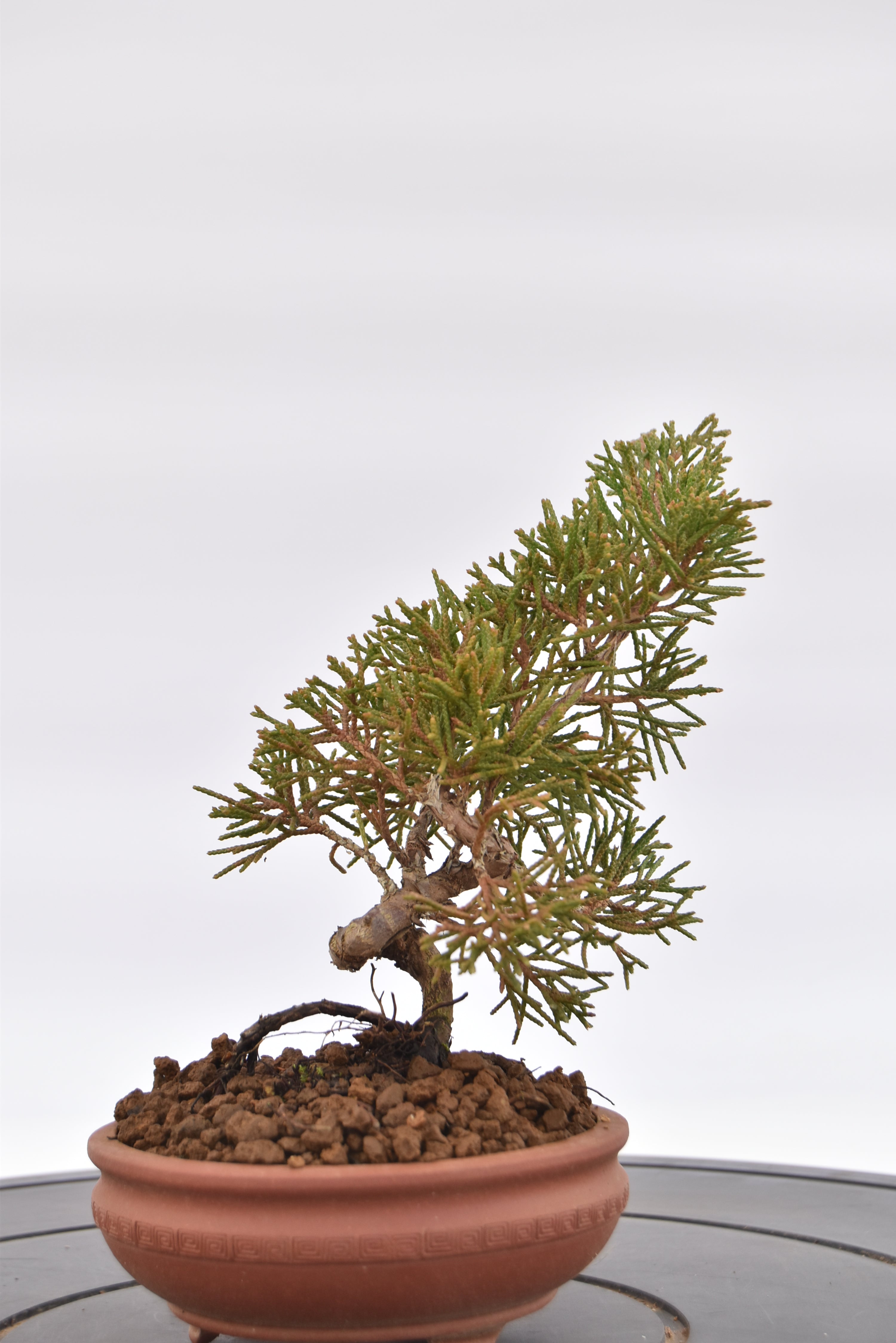 Ginepro Kishu € 80 | La Gemma del bonsai