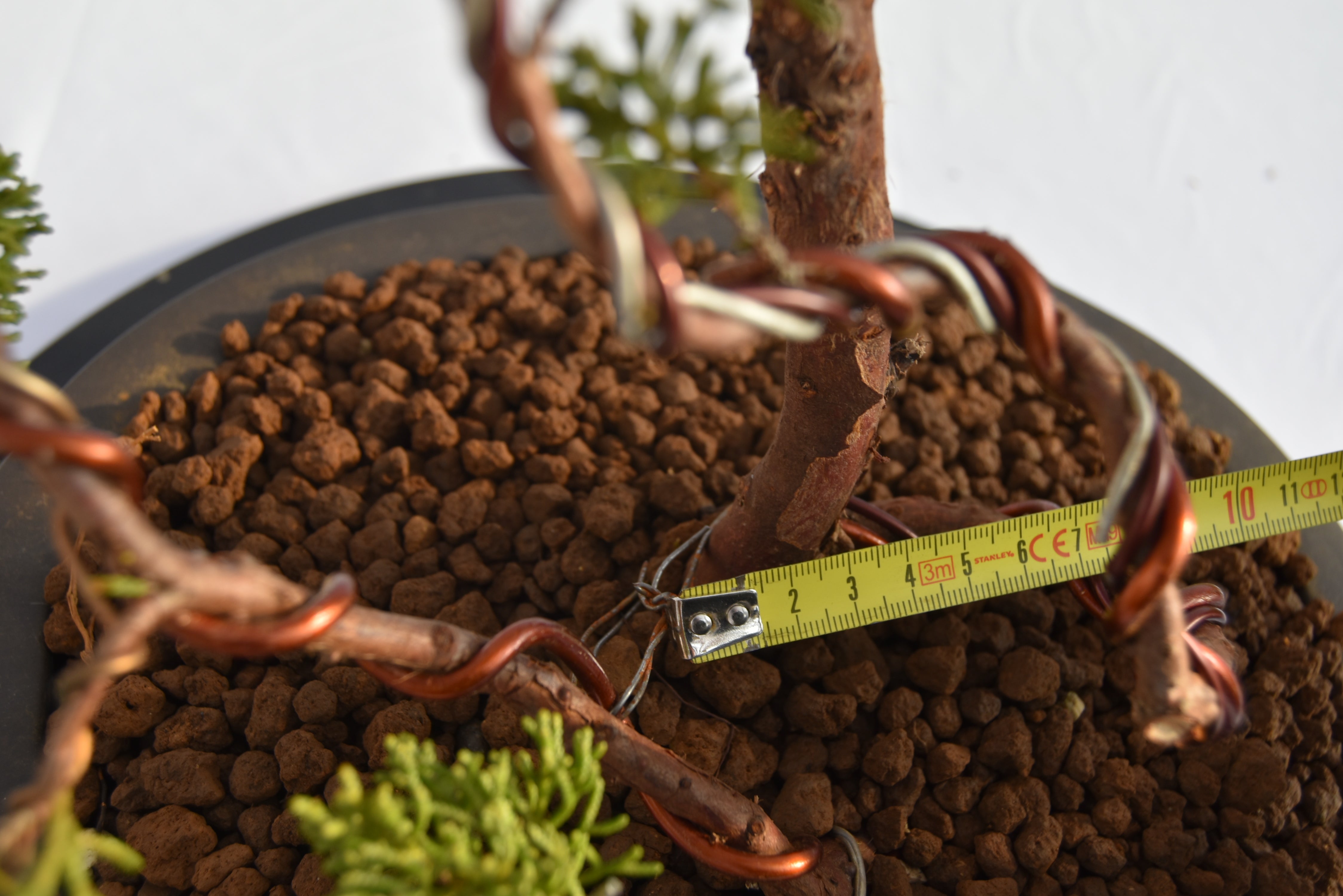 Kishu Sankan € 650 | La Gemma del bonsai