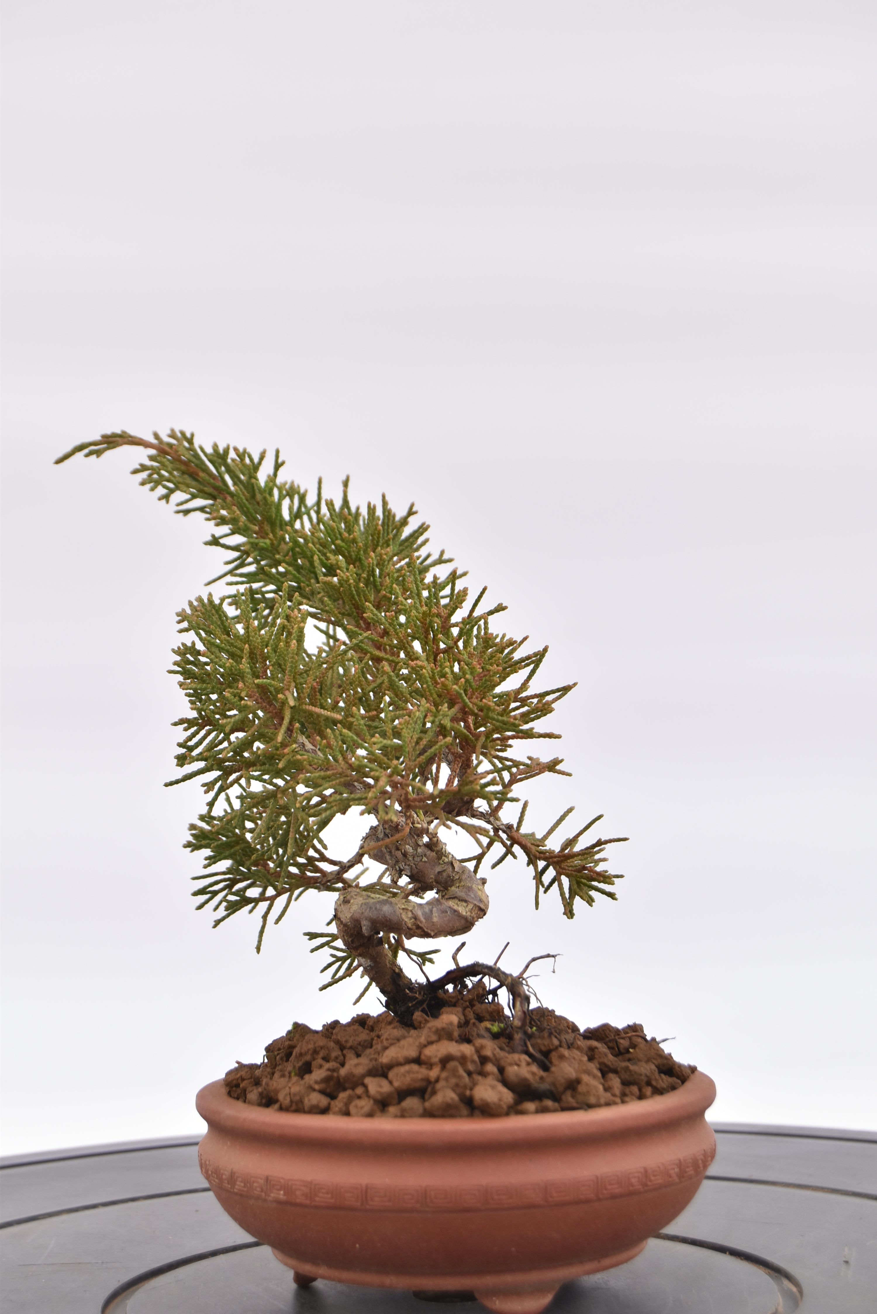 Ginepro Kishu € 80 | La Gemma del bonsai