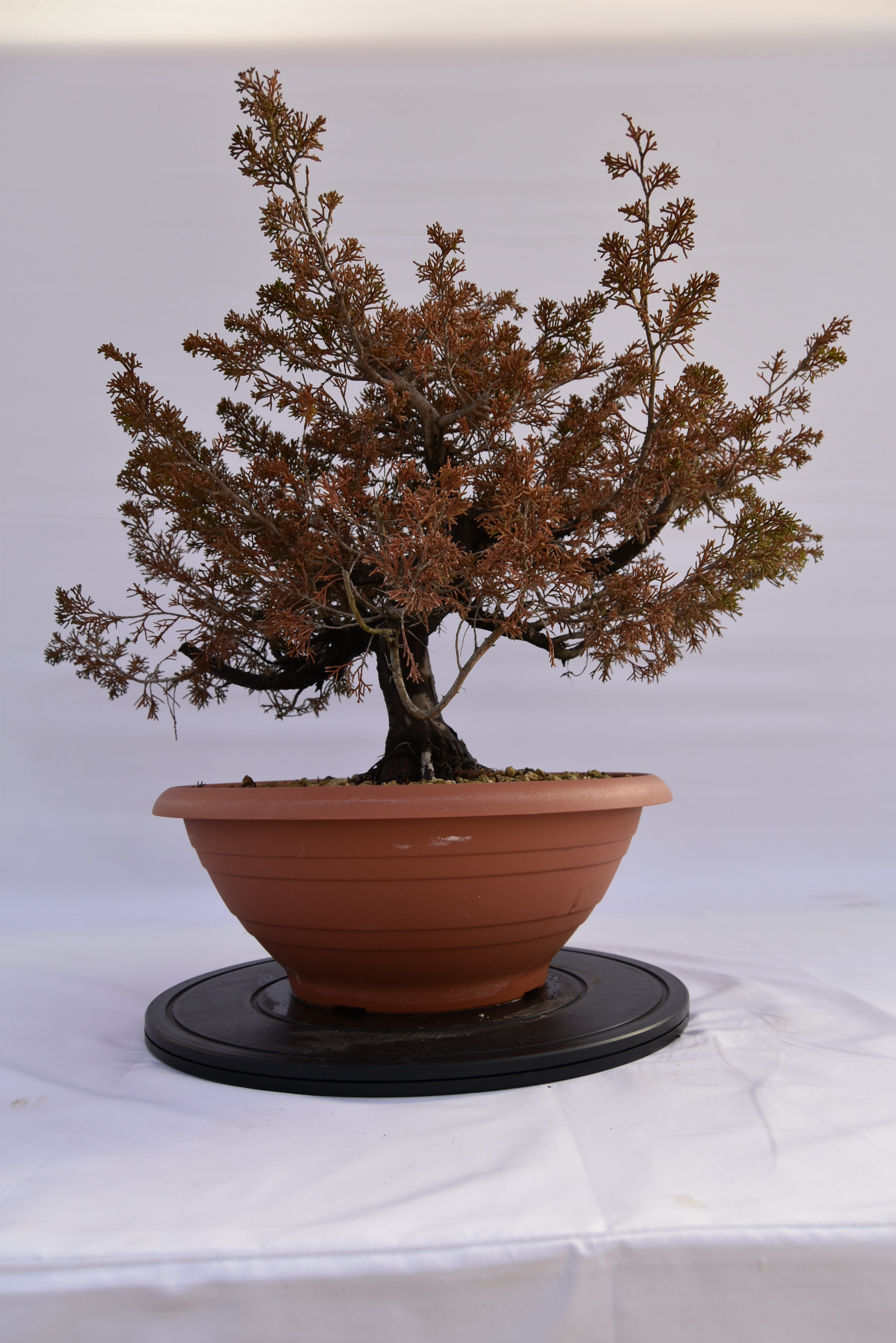 Ginepro Itoigawa € 380 | La Gemma del bonsai