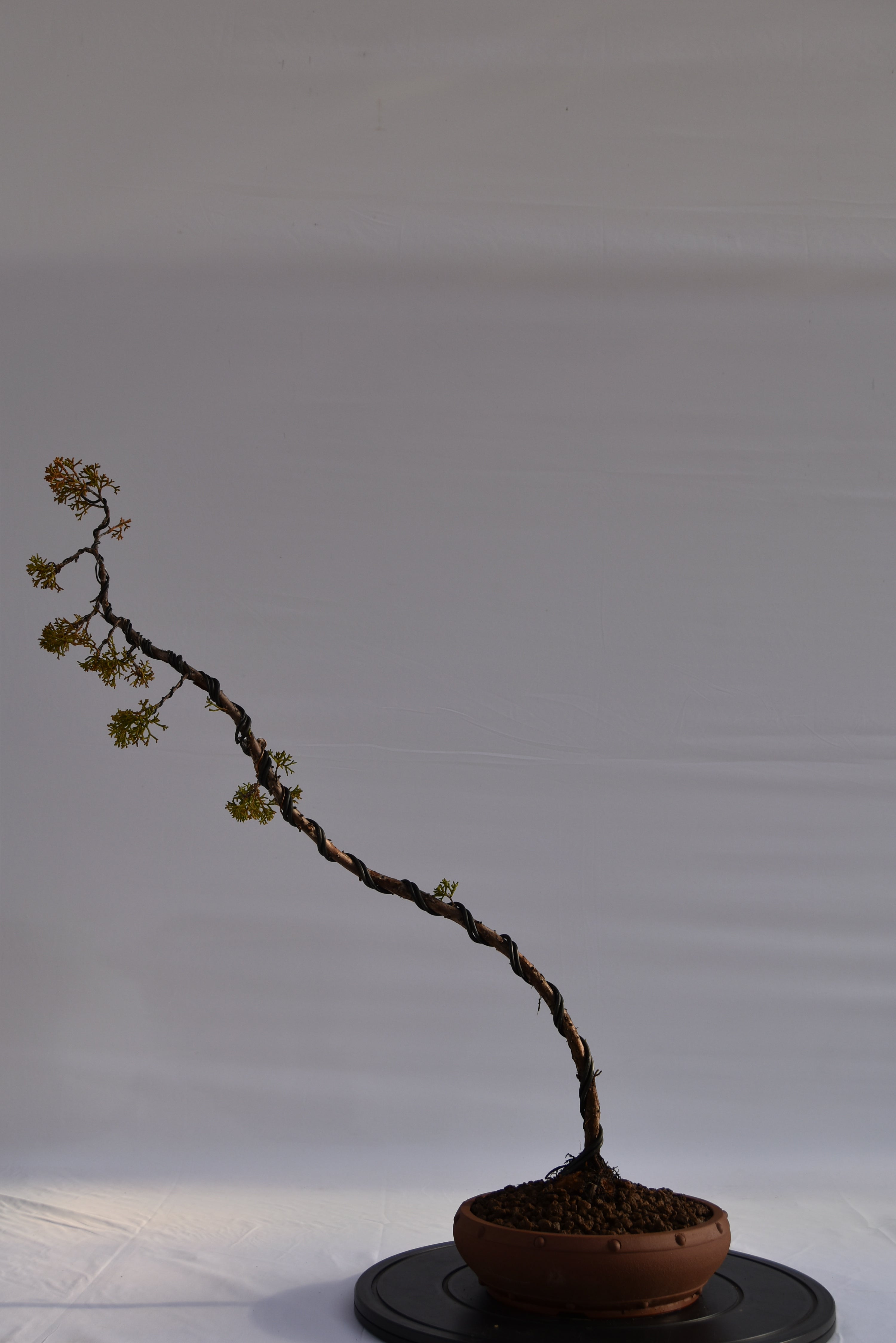 Kishu Bunjin-gin € 550 | La Gemma del bonsai