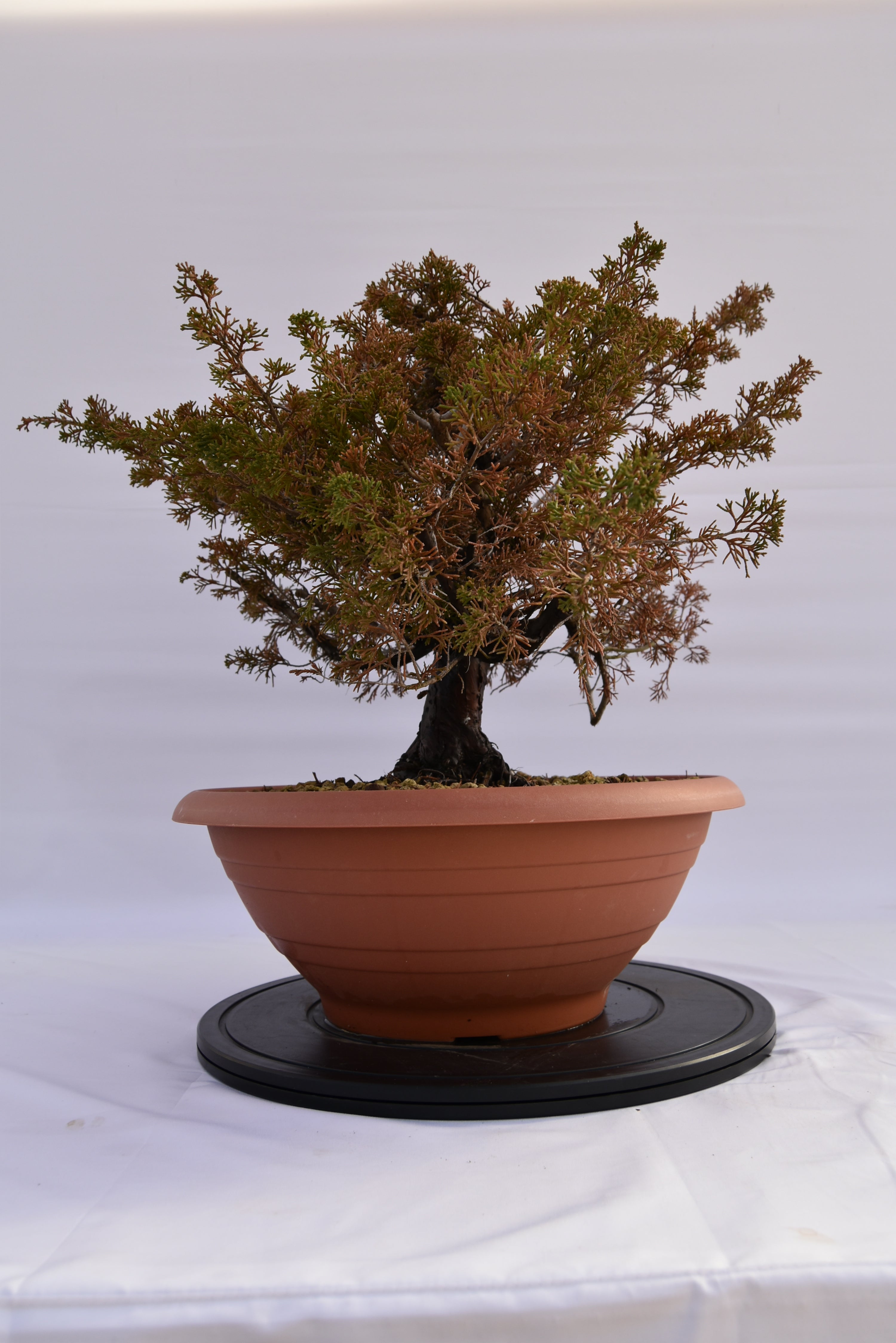 Ginepro Itoigawa € 380 | La Gemma del bonsai