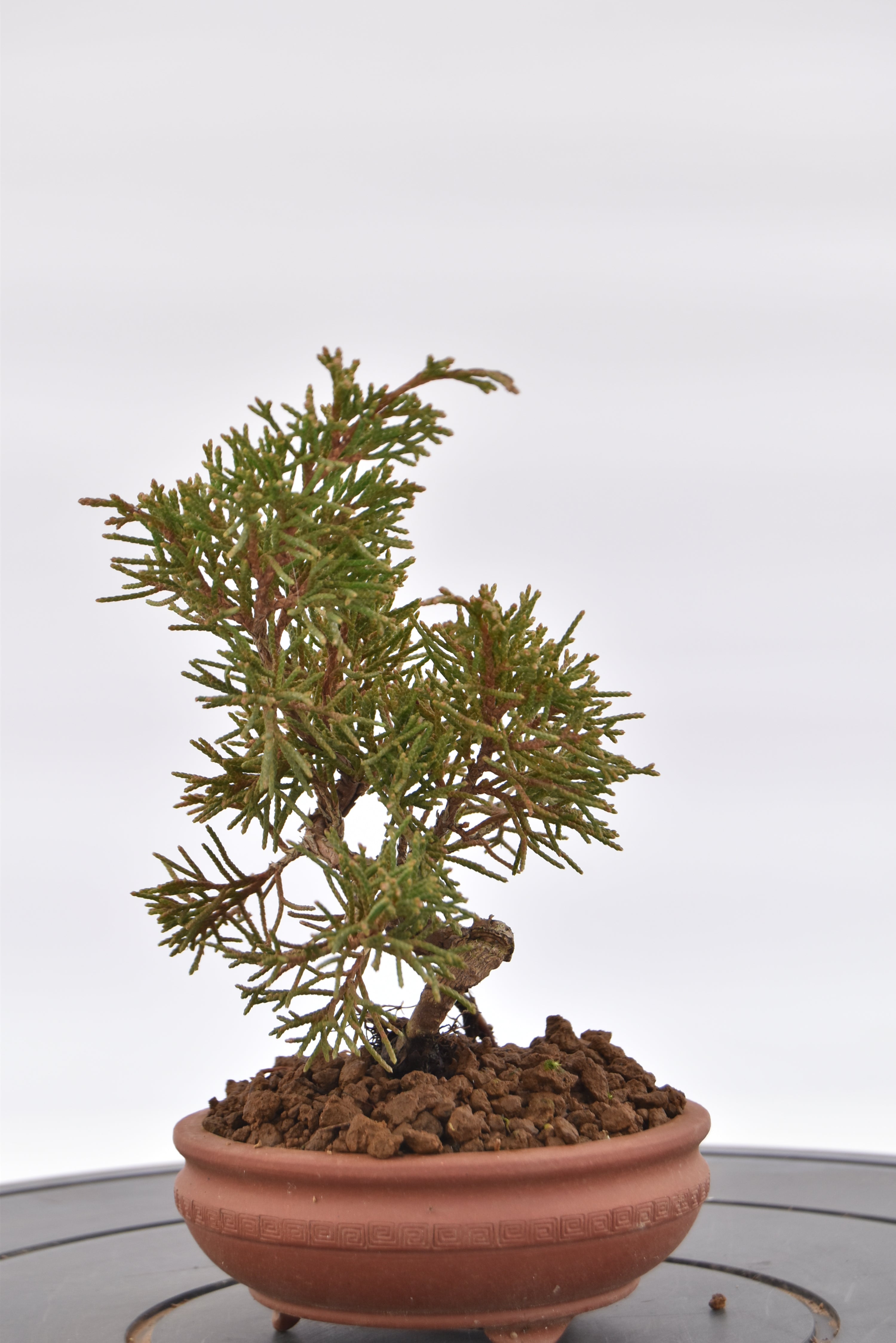 Ginepro Kishu € 80 | La Gemma del bonsai