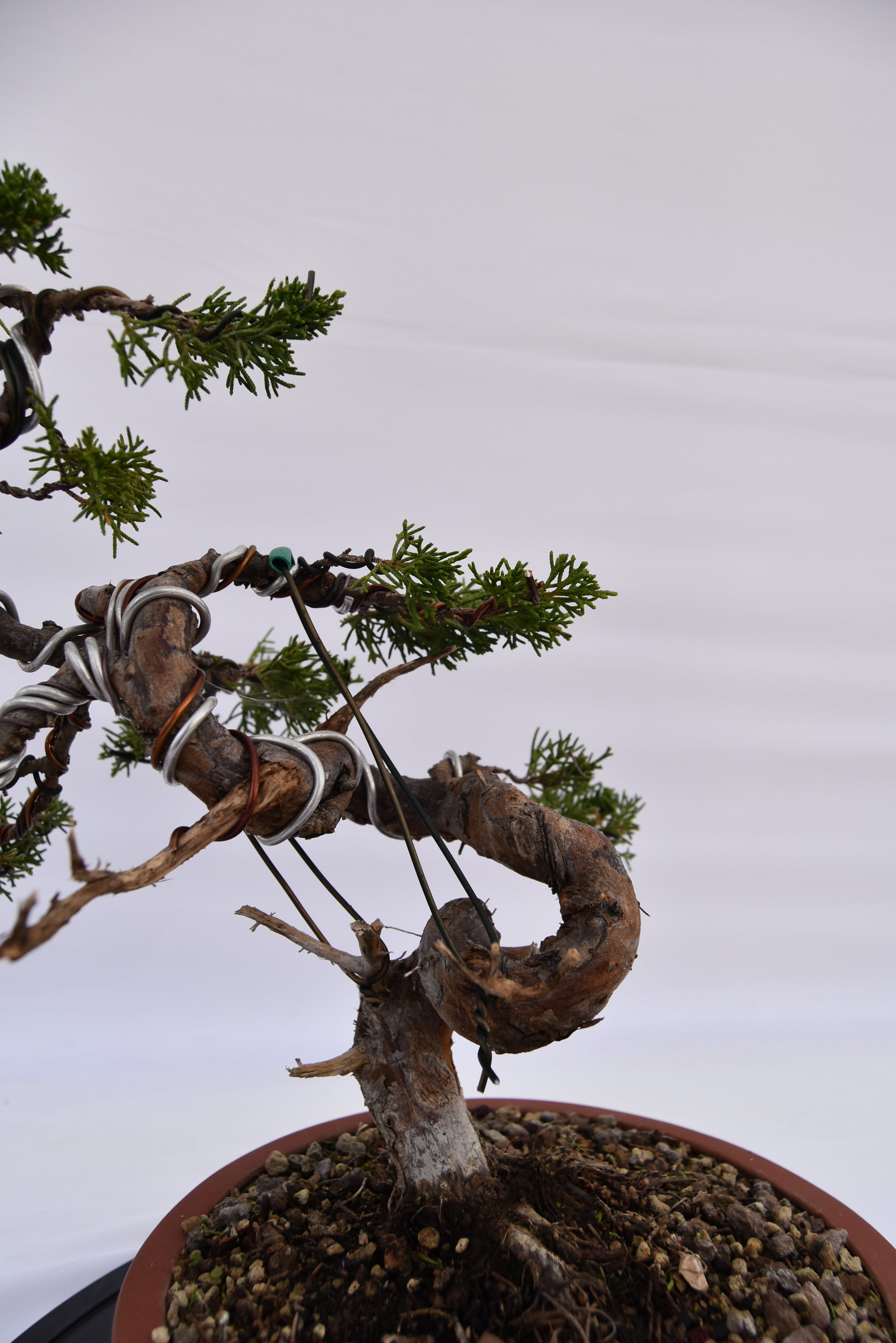 Ginepro Itoigawa € 850 | La Gemma del bonsai