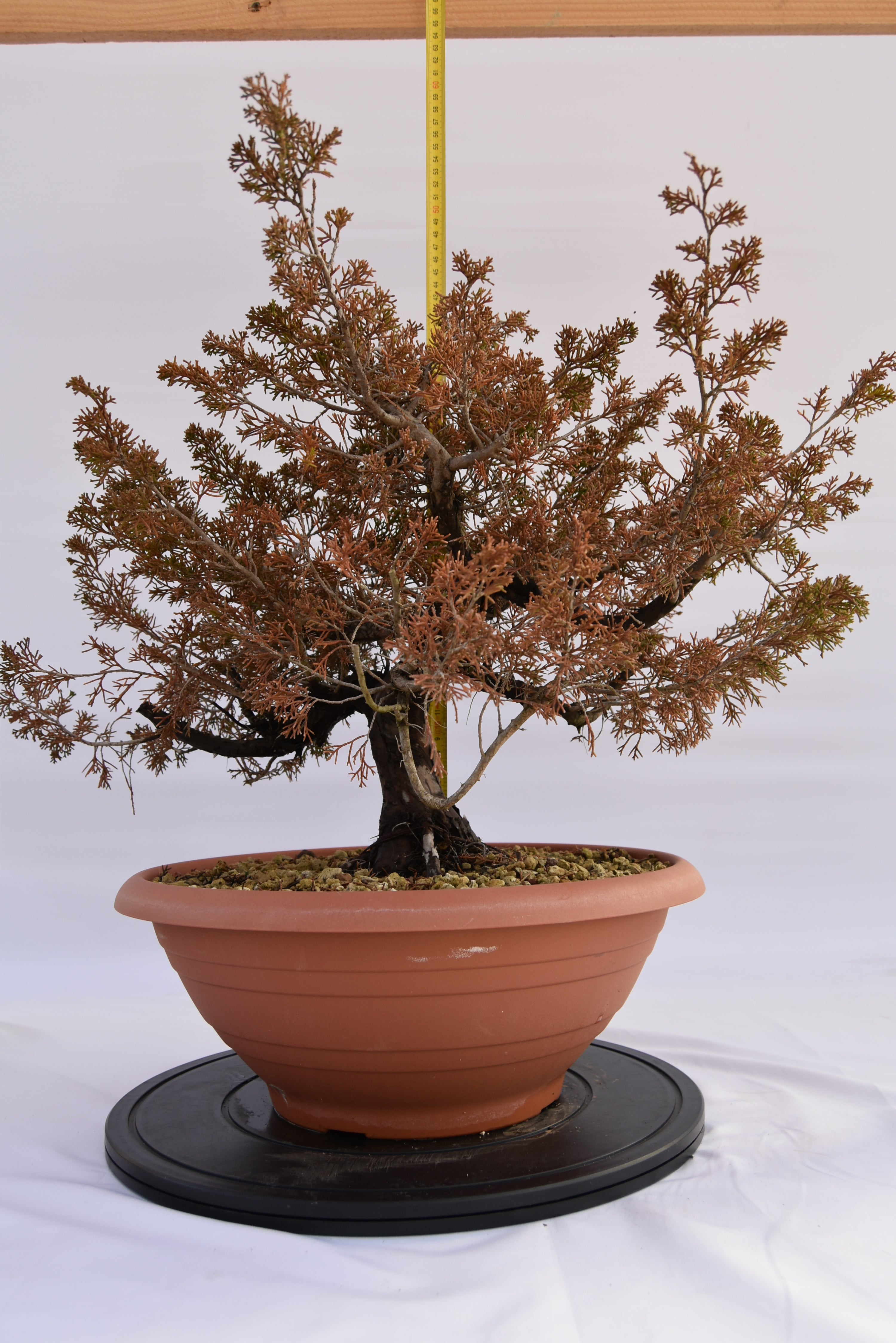 Ginepro Itoigawa € 380 | La Gemma del bonsai