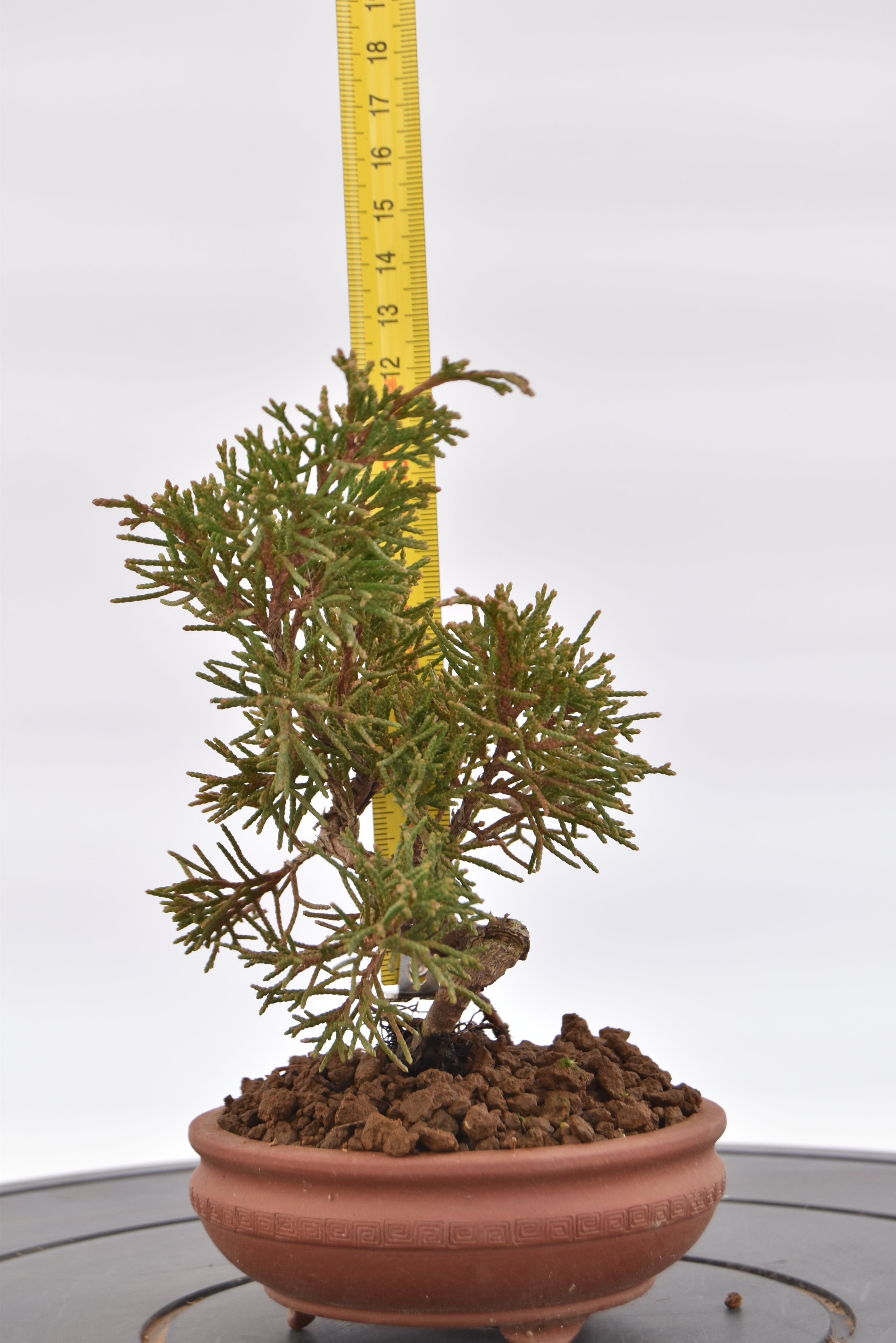 Ginepro Kishu € 80 | La Gemma del bonsai
