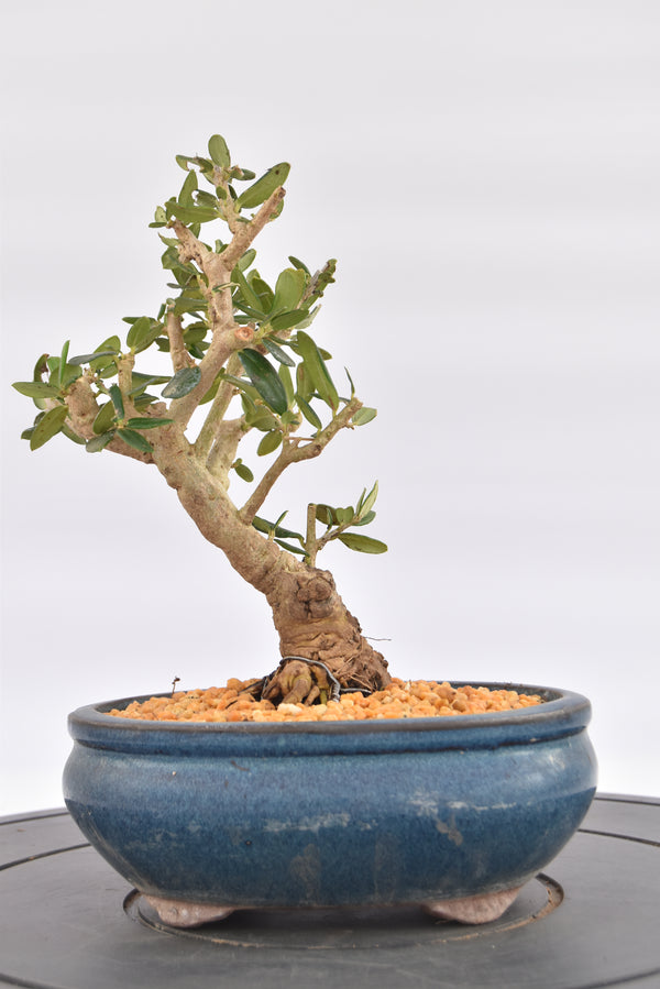 Olivastro € 150 | La Gemma del bonsai