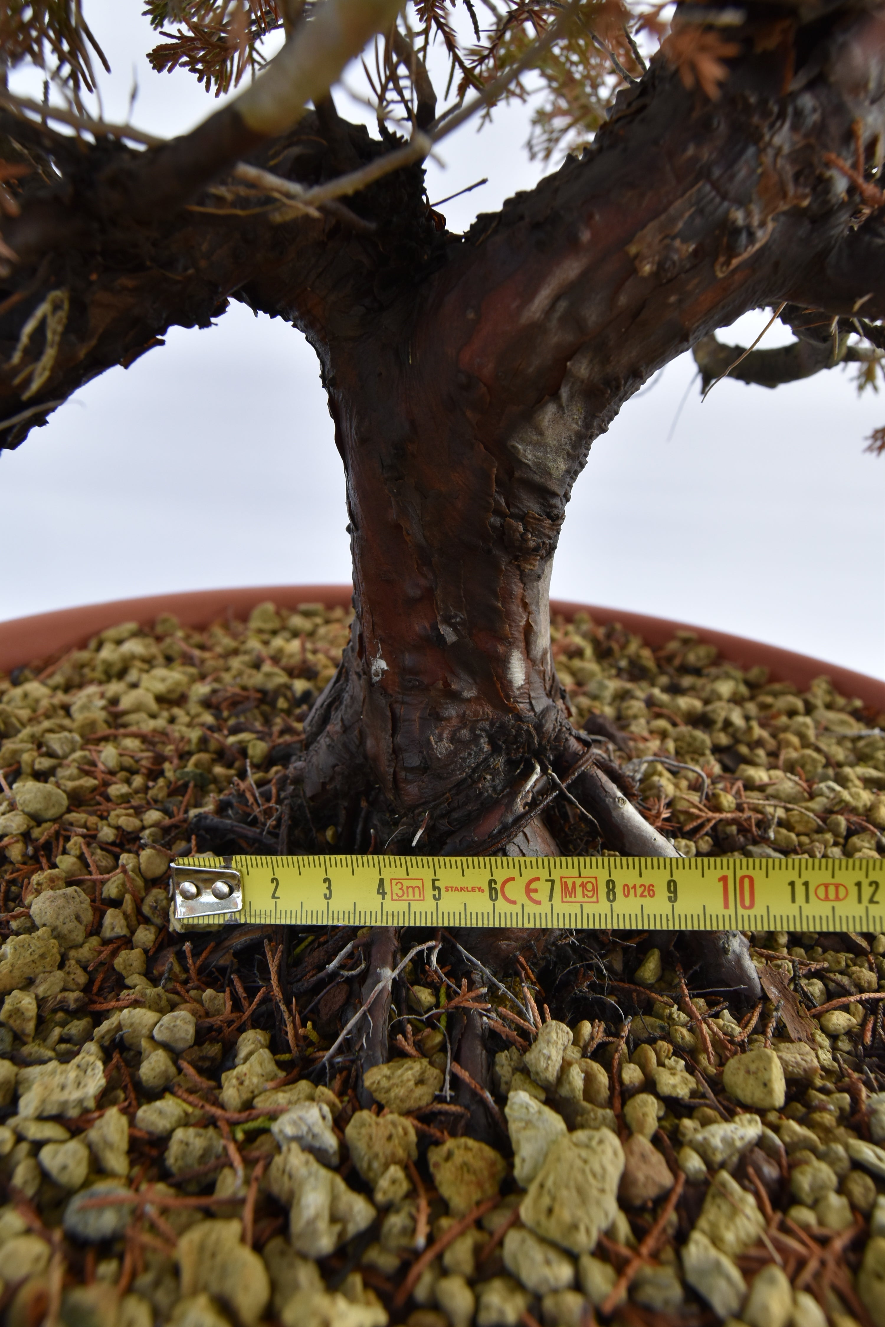 Ginepro Itoigawa € 380 | La Gemma del bonsai