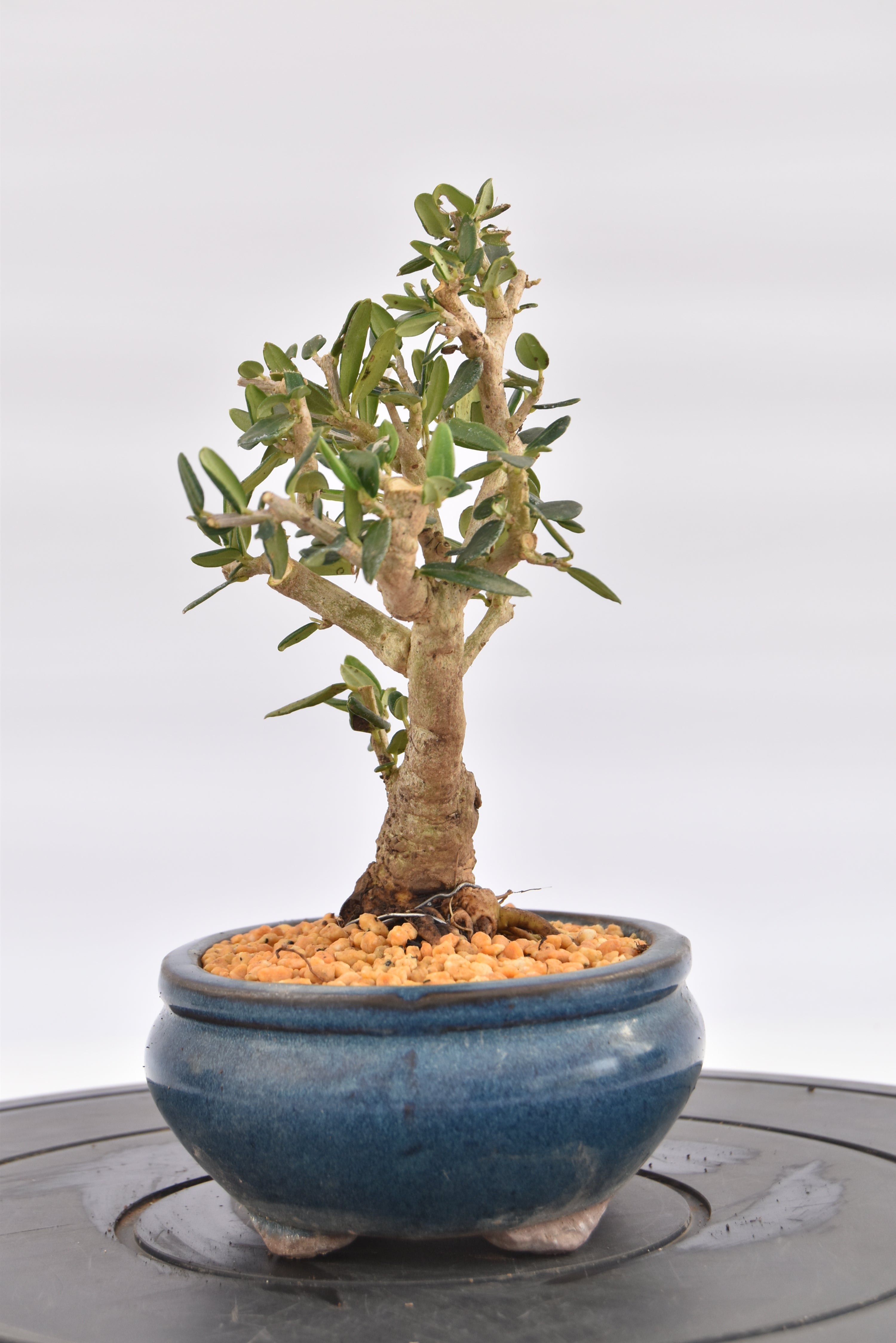 Olivastro € 150 | La Gemma del bonsai