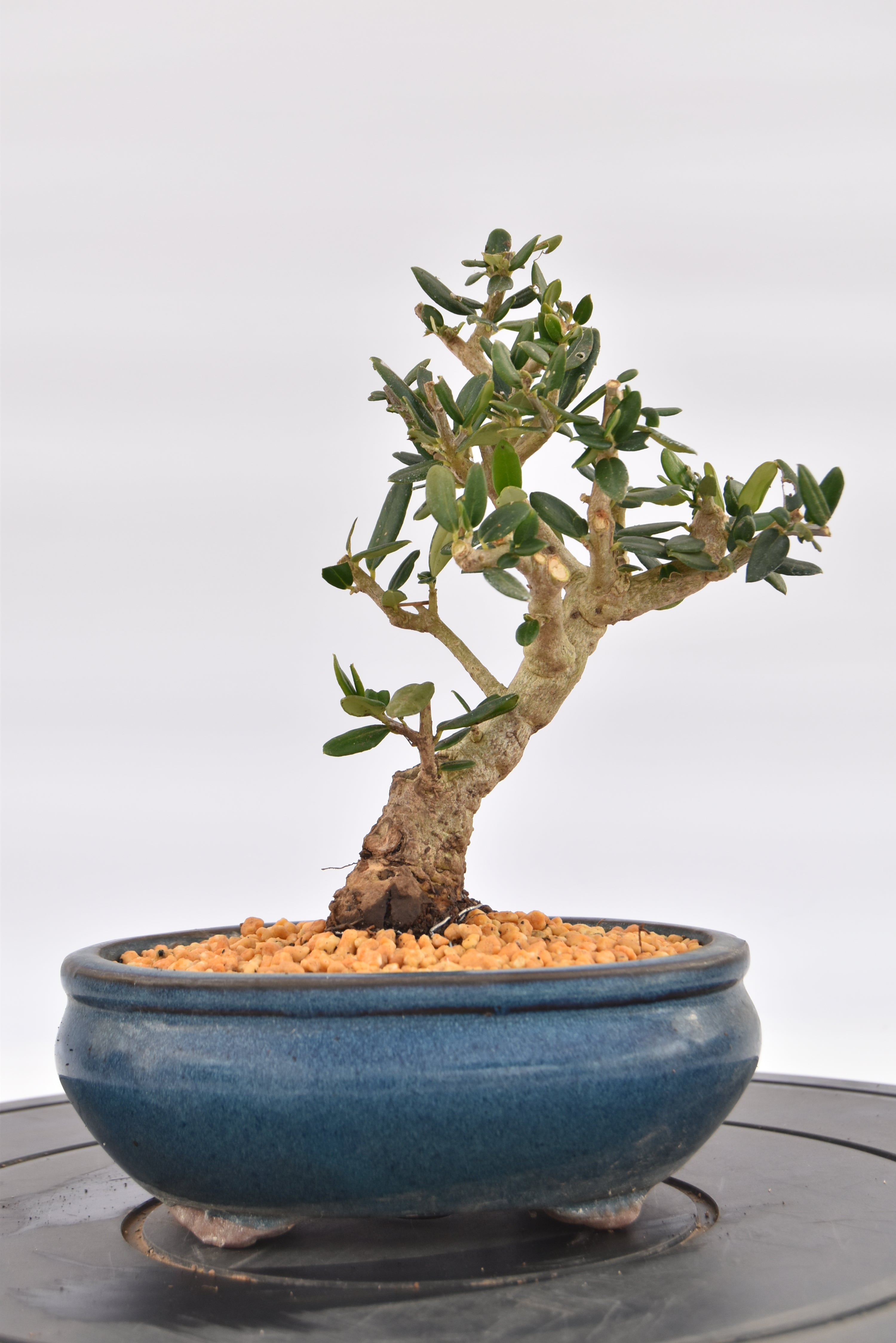 Olivastro € 150 | La Gemma del bonsai