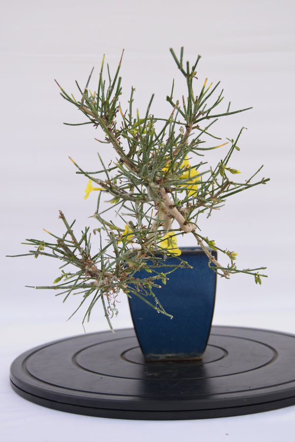 Gelsomino € 130 | La Gemma del bonsai