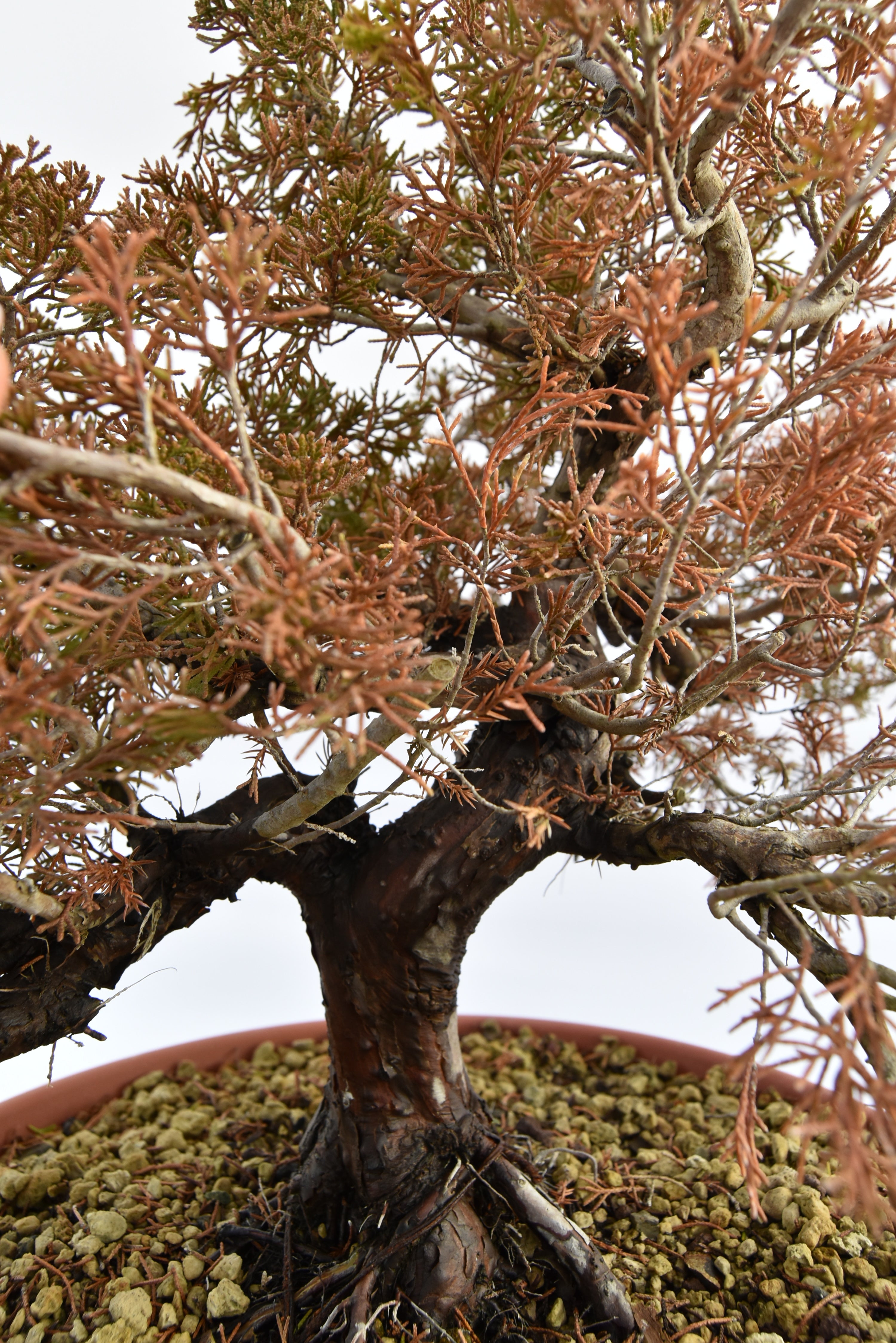 Ginepro Itoigawa € 380 | La Gemma del bonsai
