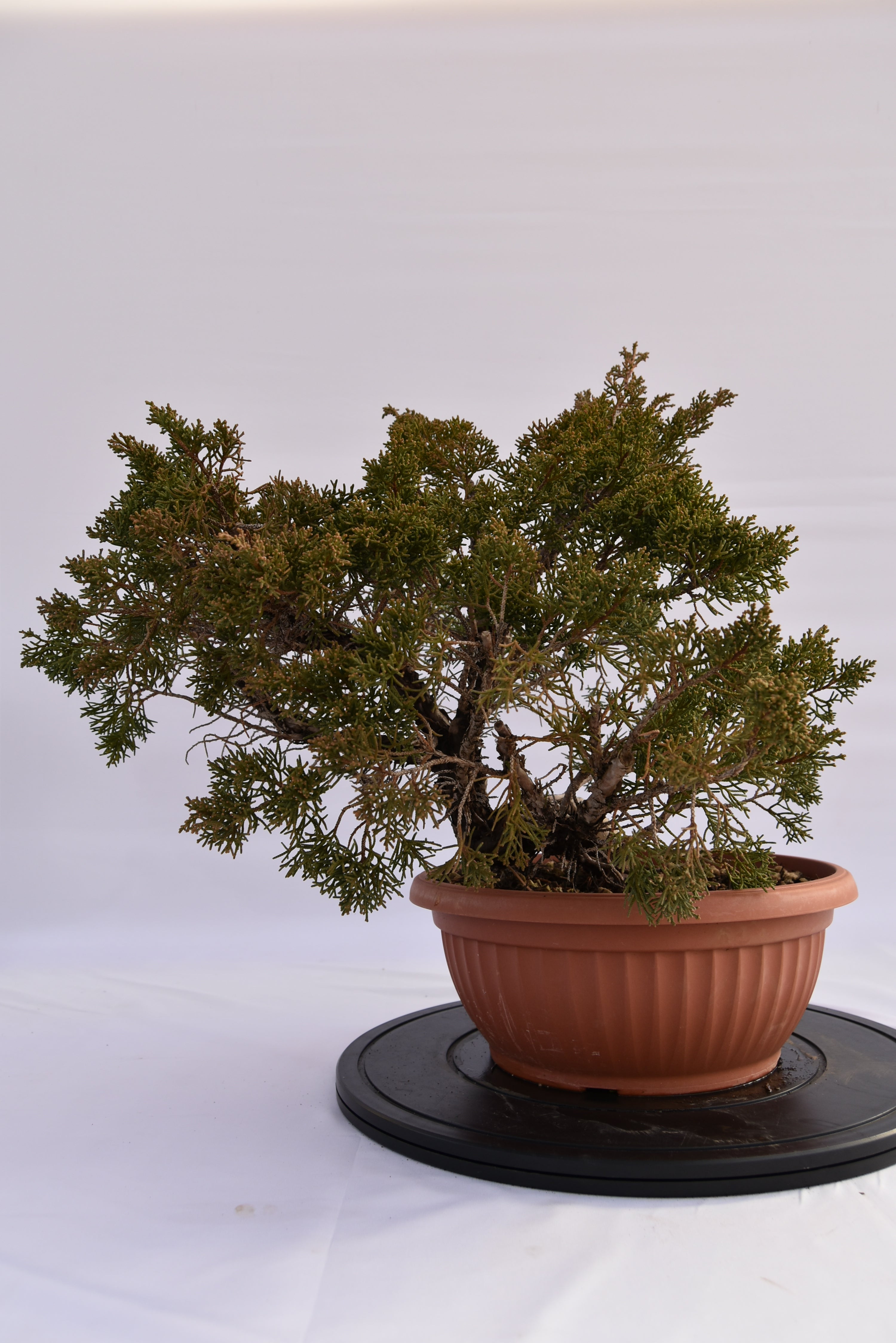 Ginepro Kishu € 250 | La Gemma del bonsai
