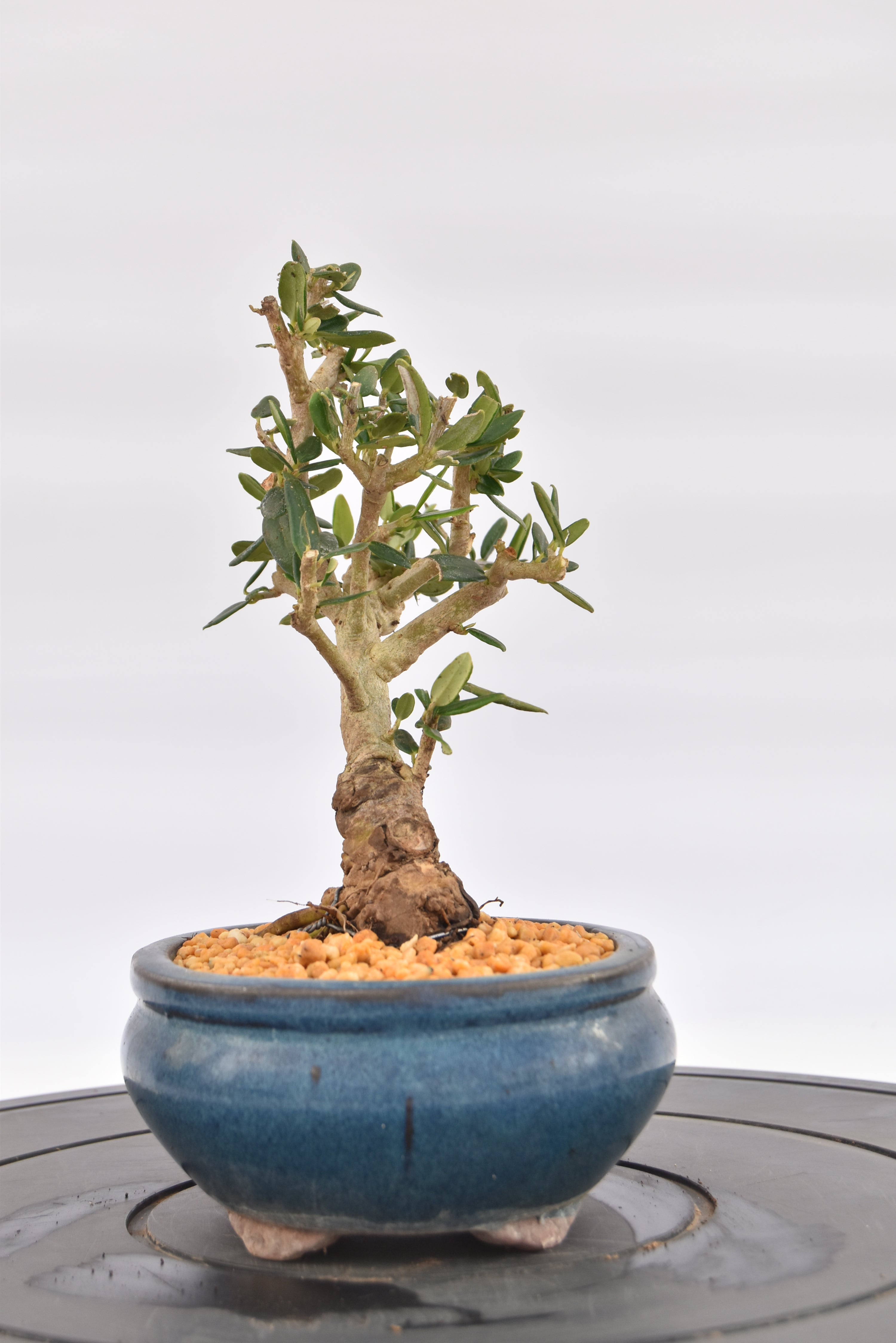 Olivastro € 150 | La Gemma del bonsai