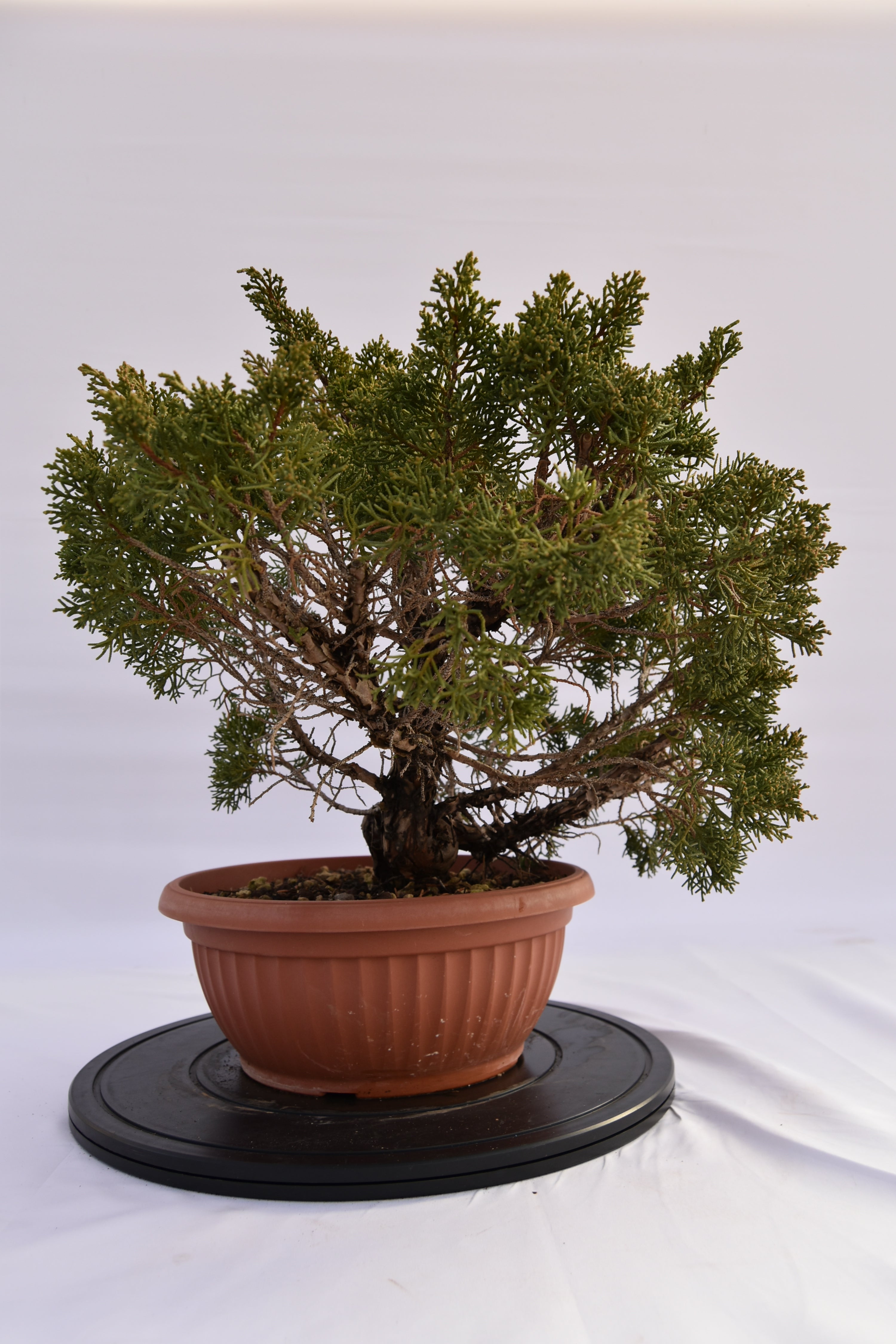 Ginepro Kishu € 250 | La Gemma del bonsai