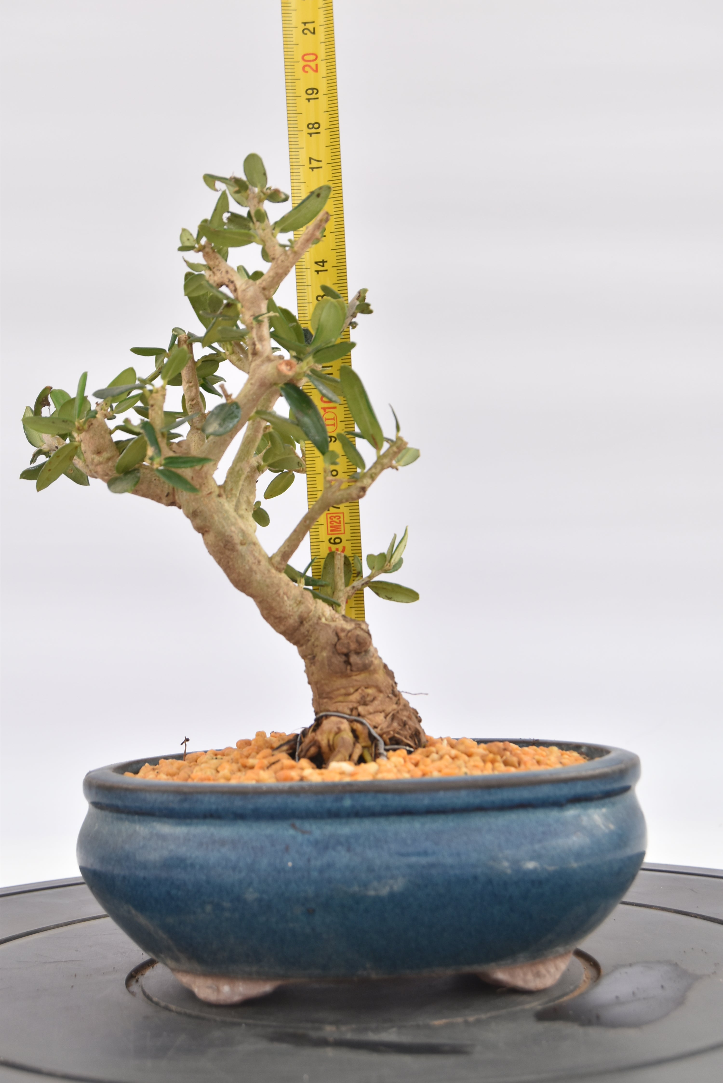 Olivastro € 150 | La Gemma del bonsai