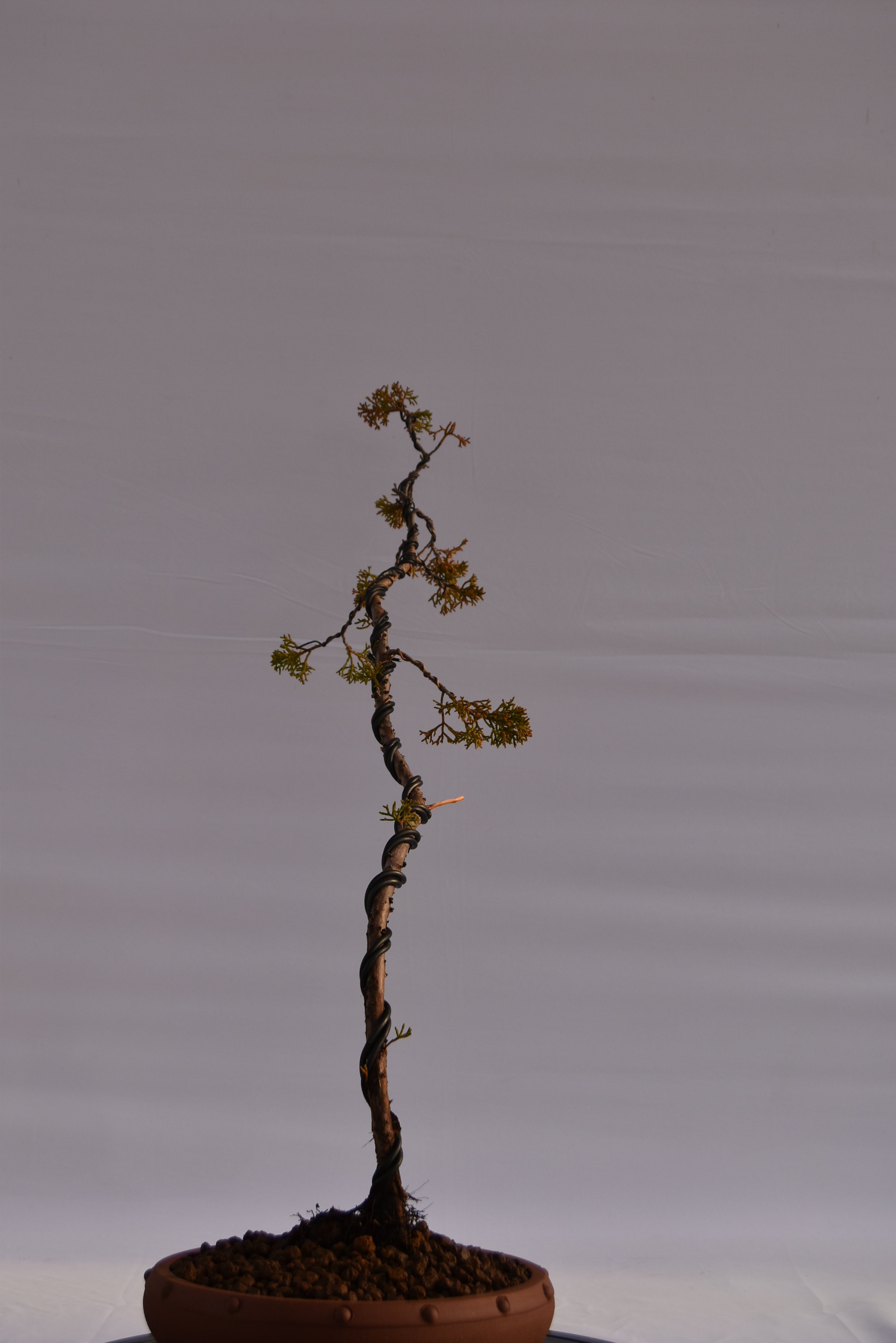 Kishu Bunjin-gin € 550 | La Gemma del bonsai