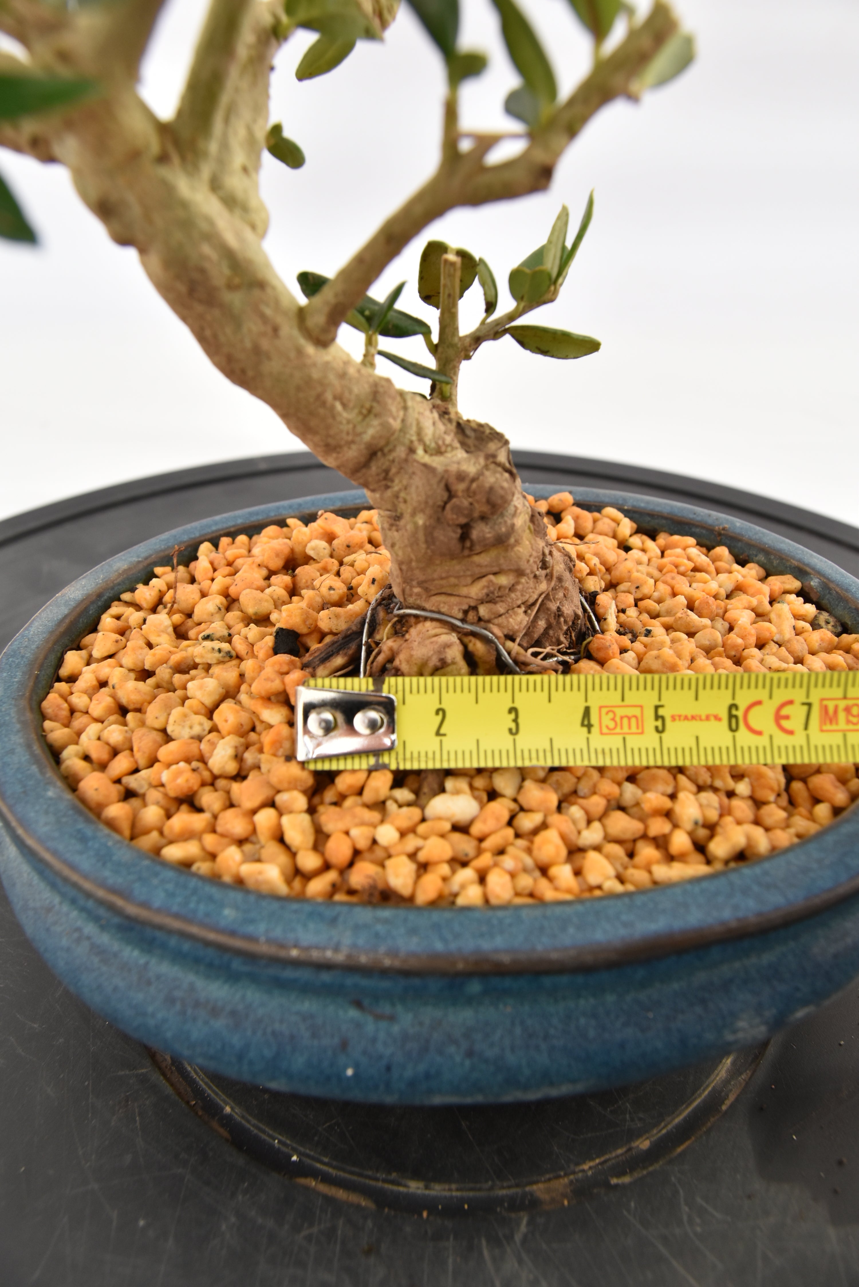 Olivastro € 150 | La Gemma del bonsai